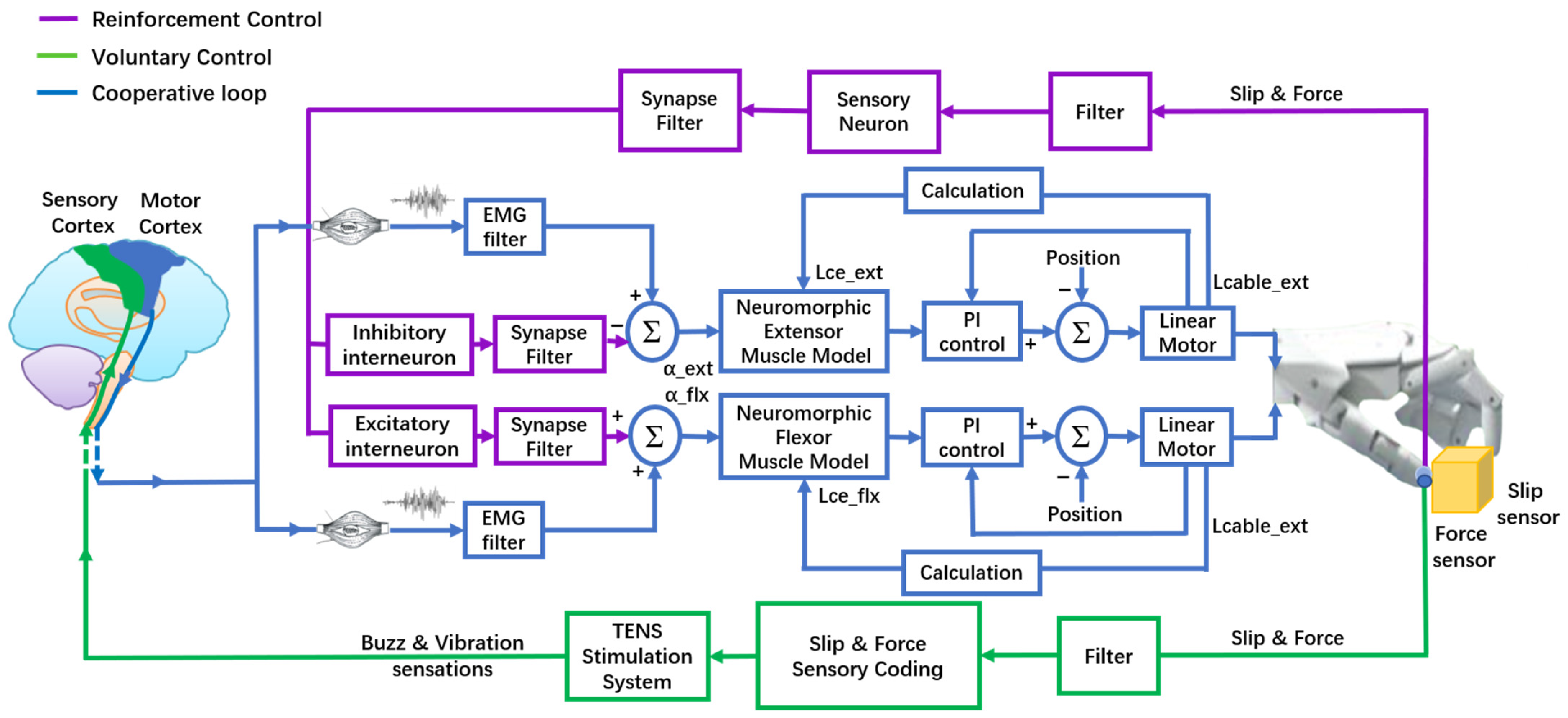 Biomimetics 09 00751 g003