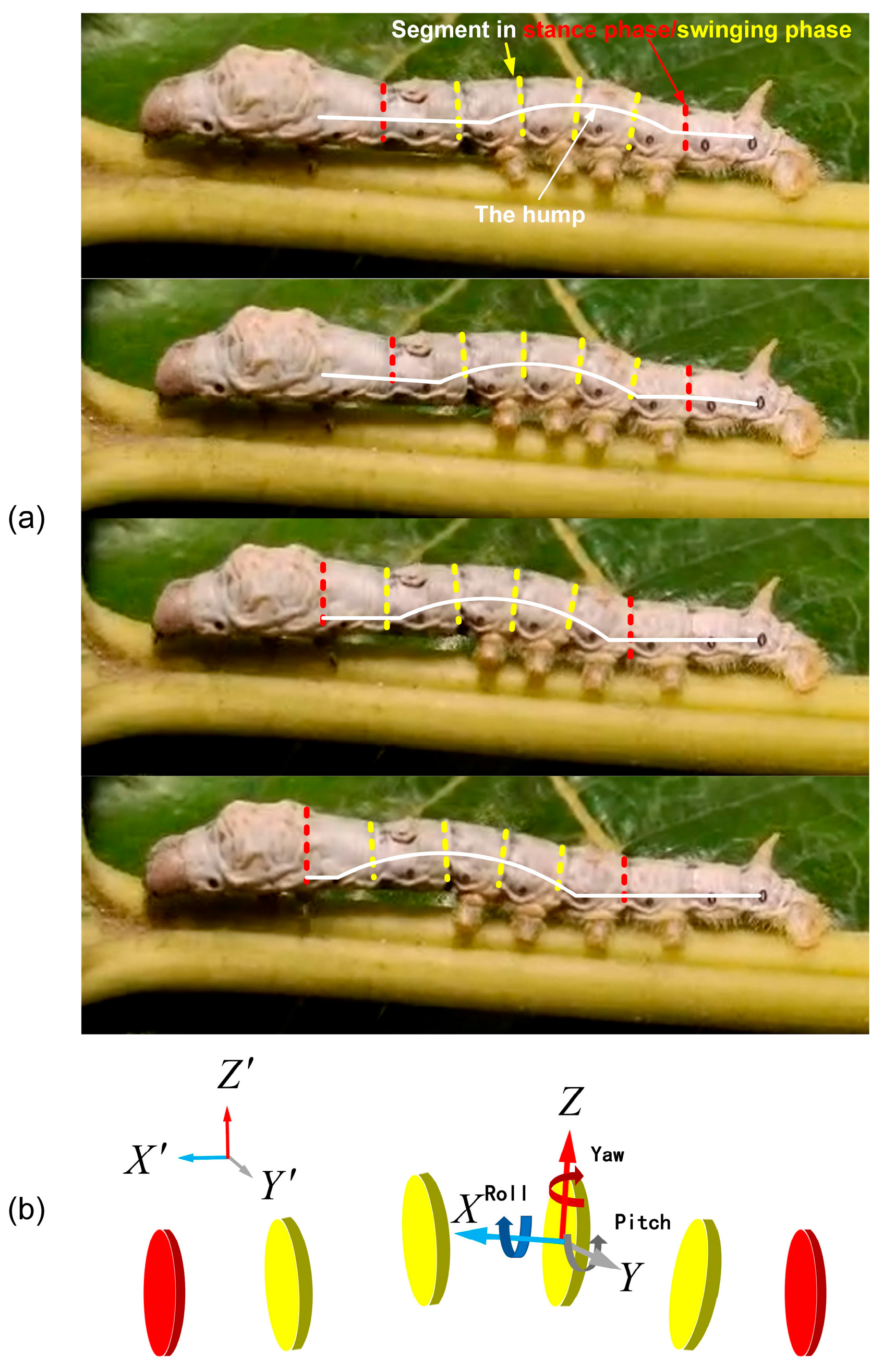 Biomimetics 09 00754 g001