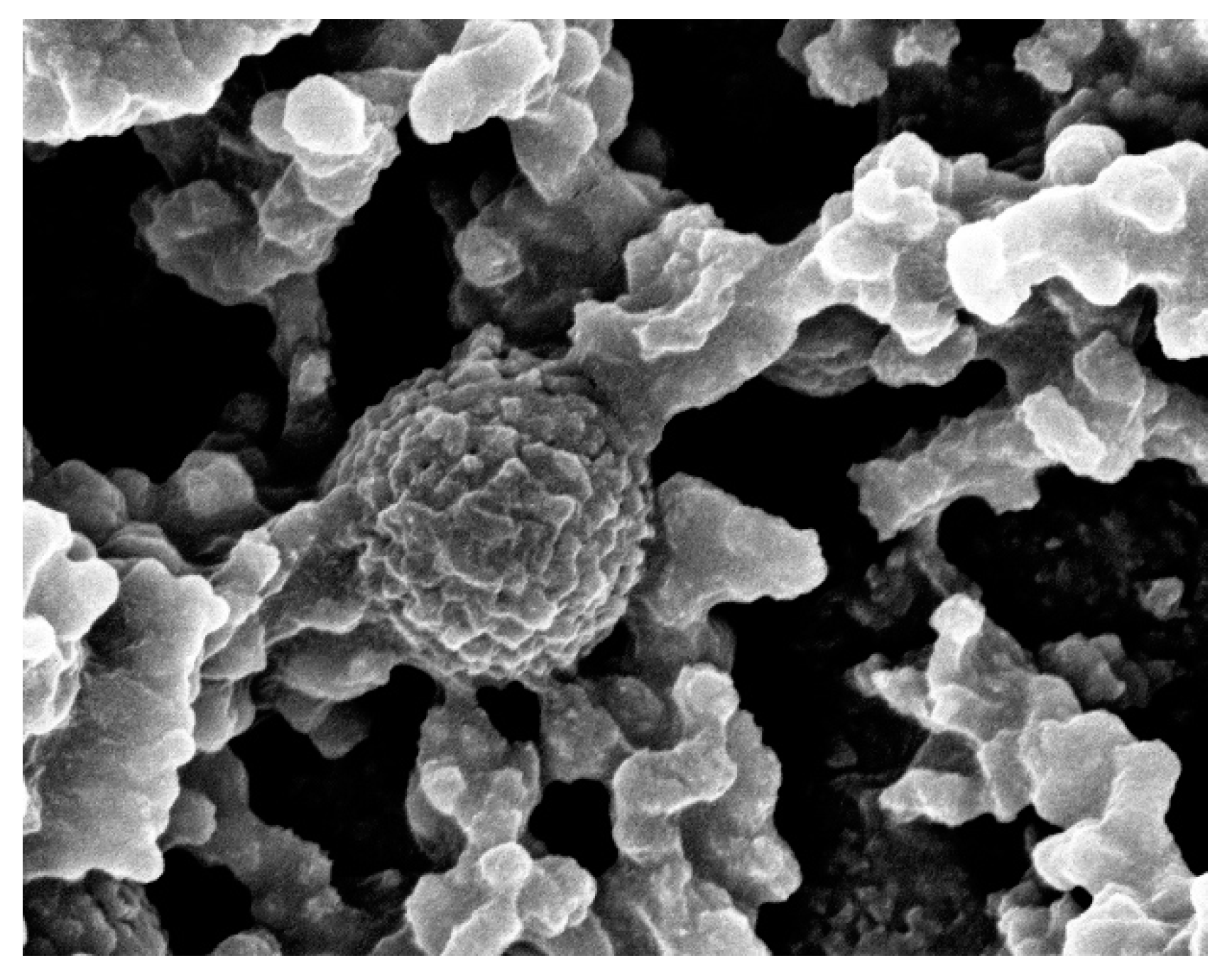 Biomimetics 09 00756 g002