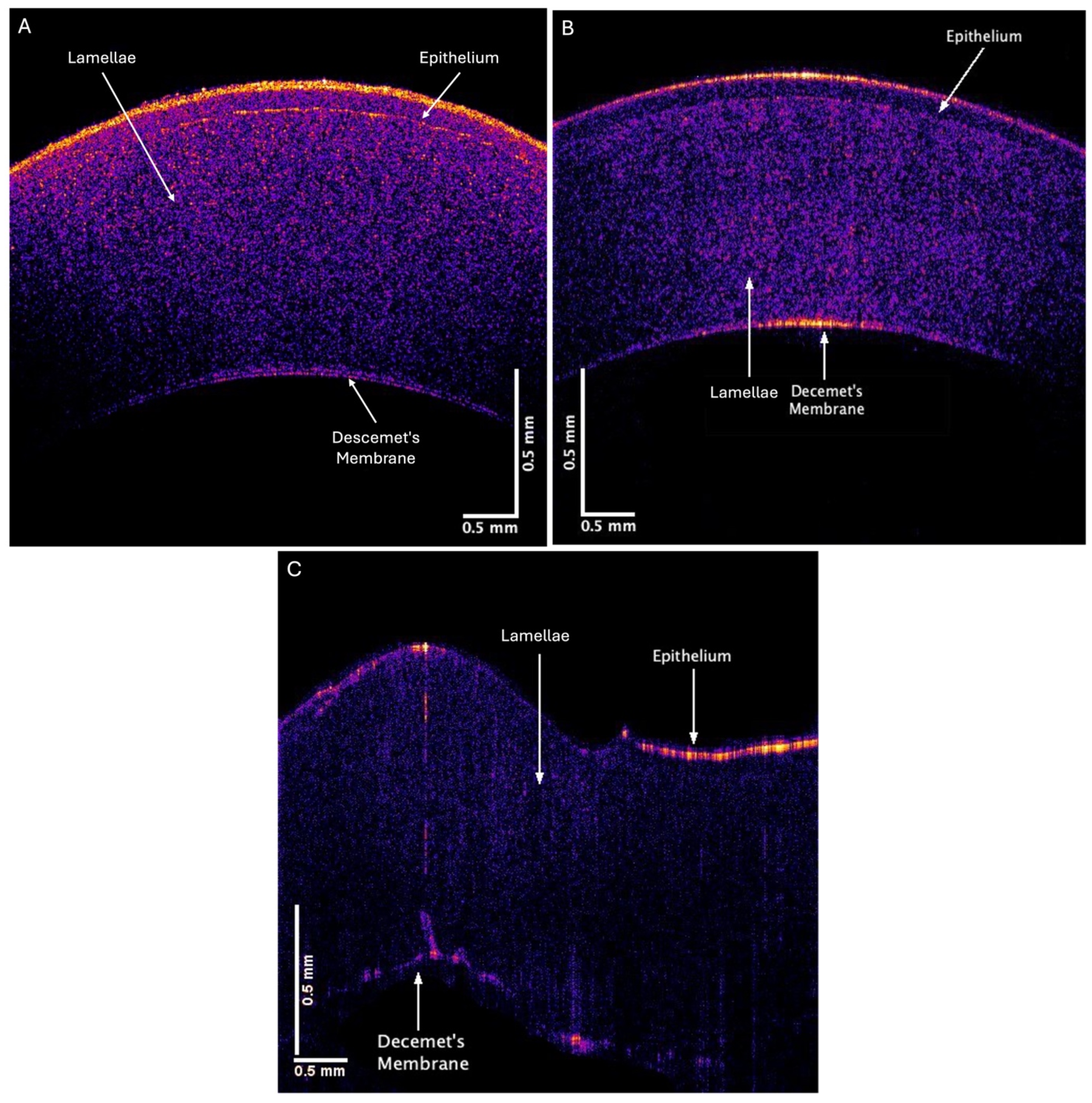 Biomimetics 09 00758 g004