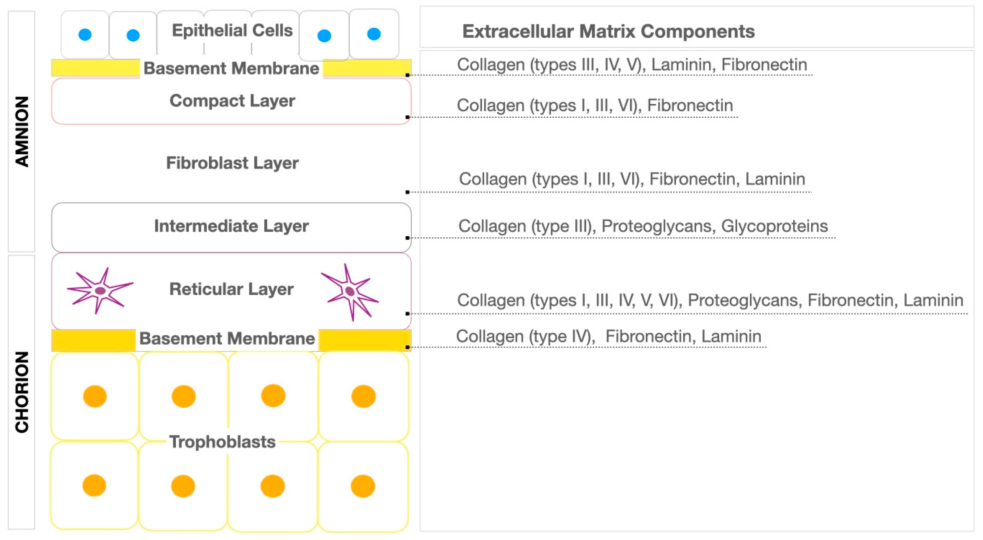 Biomimetics 09 00771 g001