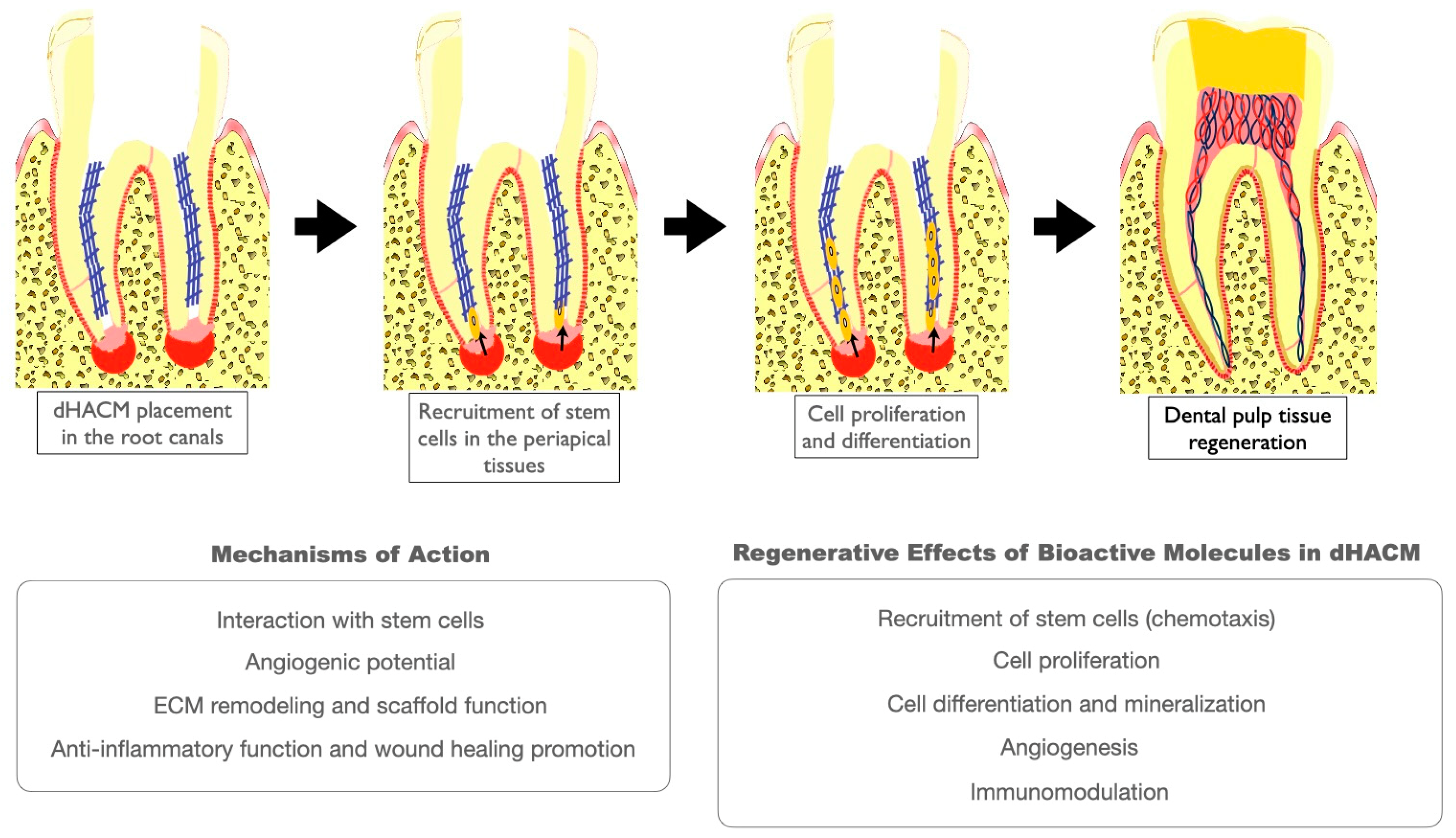 Biomimetics 09 00771 g002