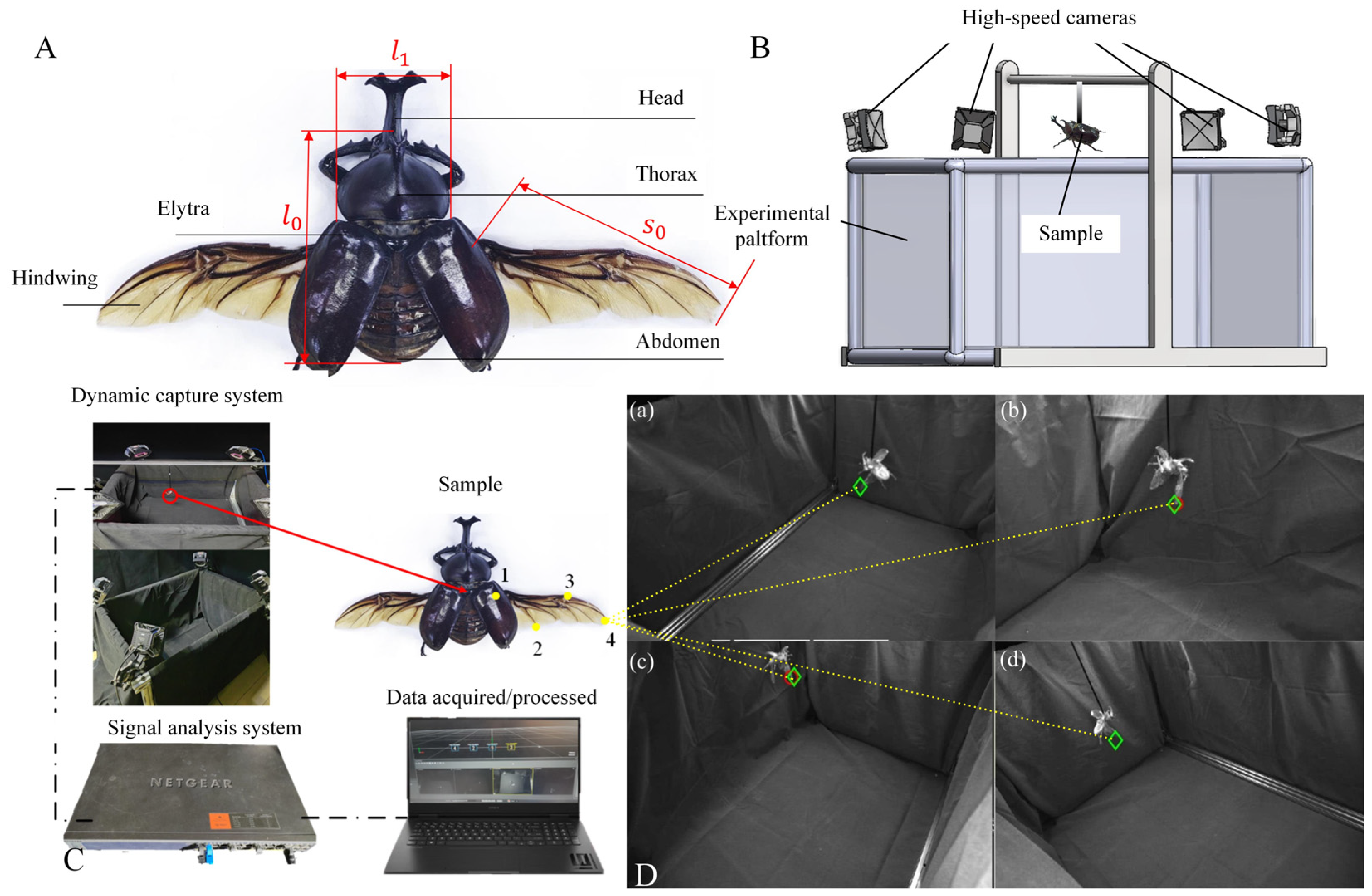 Biomimetics 09 00777 g001