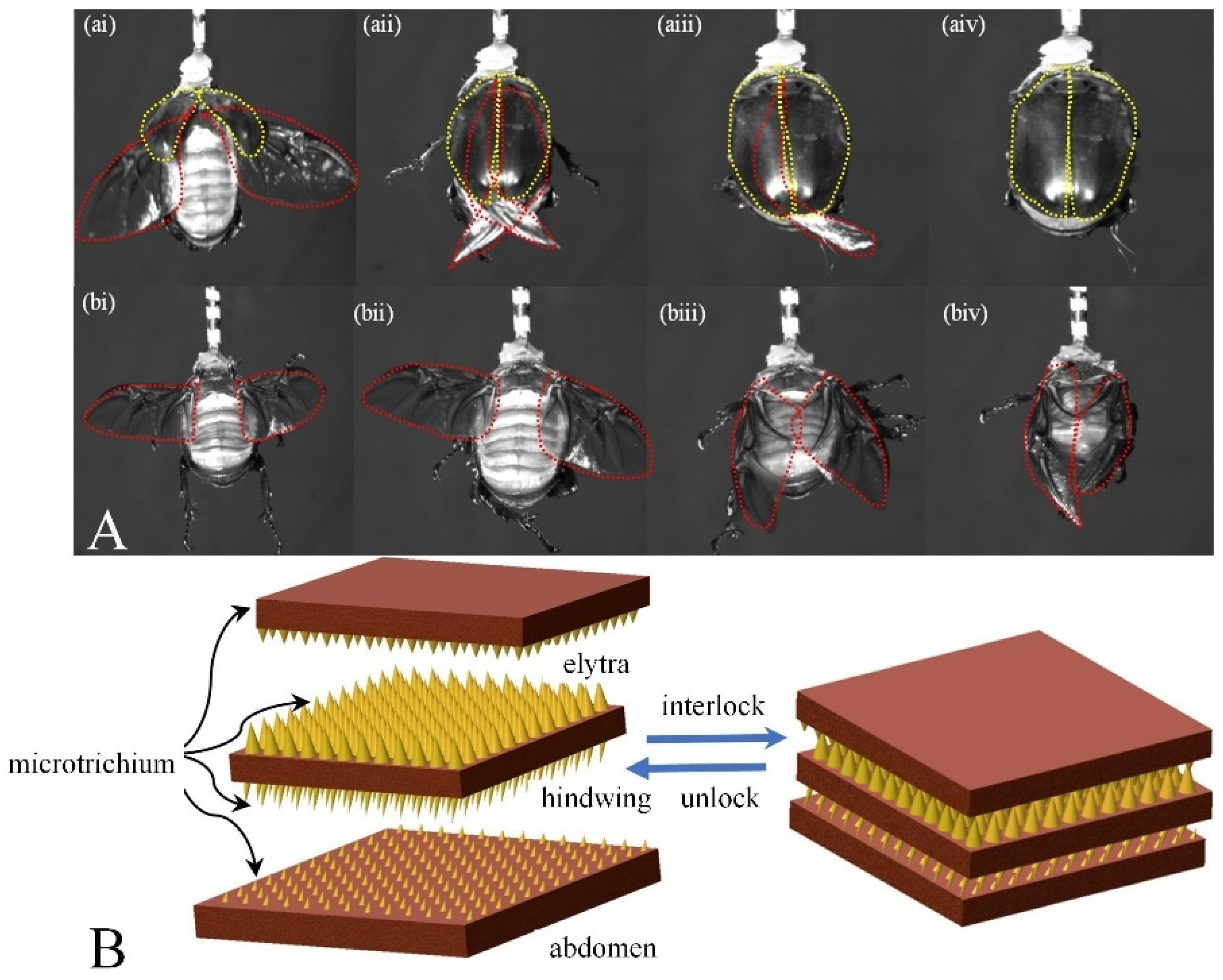 Biomimetics 09 00777 g003