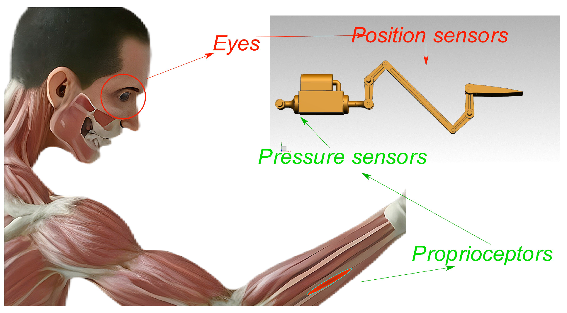 Biomimetics 09 00778 g001