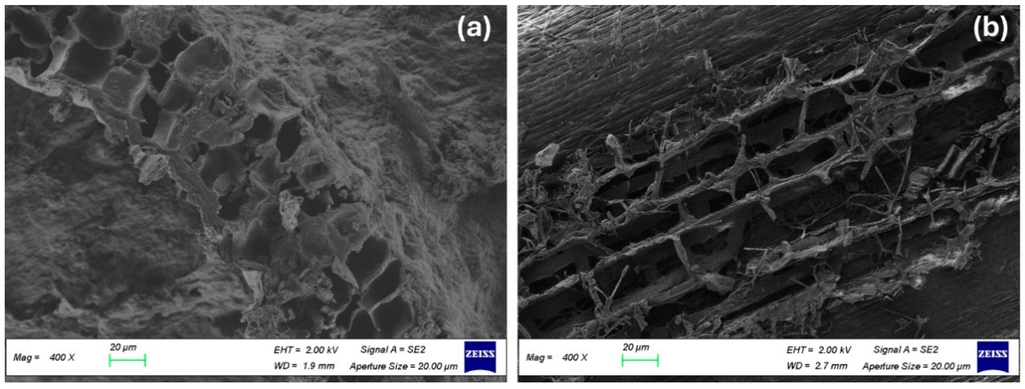 Biomimetics 09 00781 g002