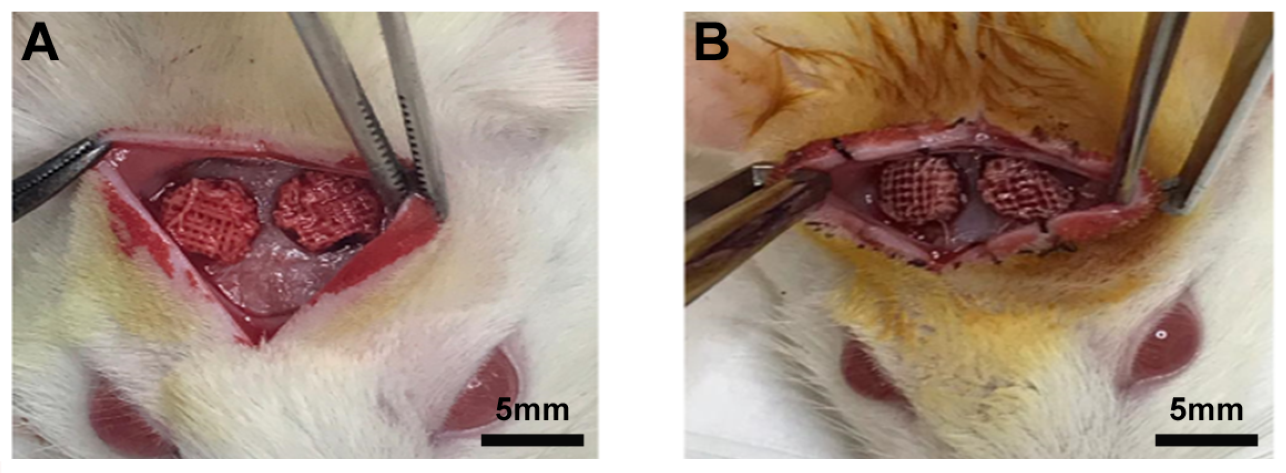 Biomimetics 09 00782 g001