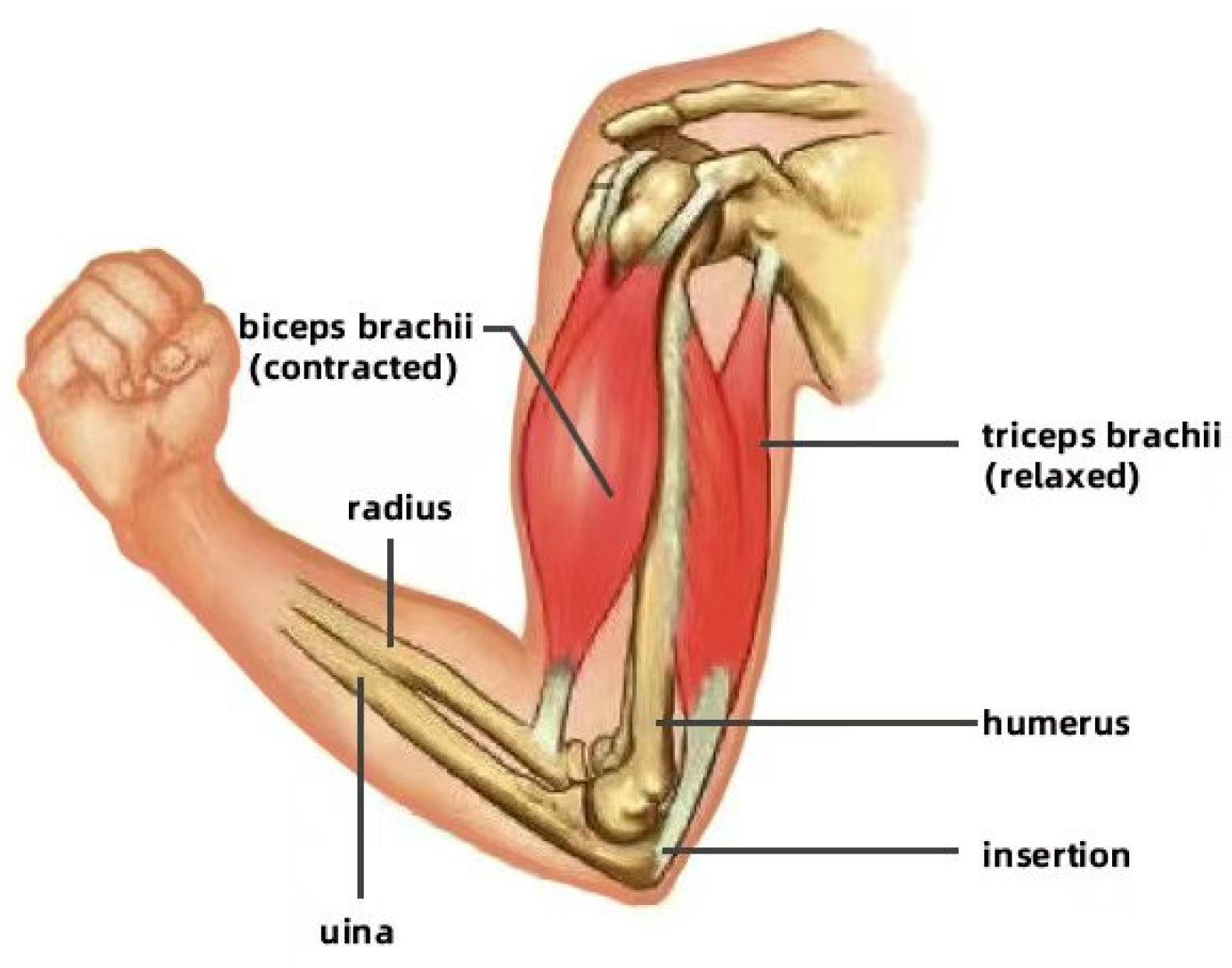 Biomimetics 10 00004 g001