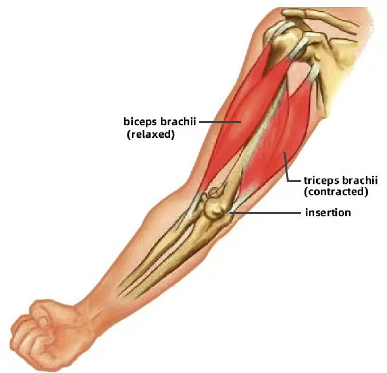 Biomimetics 10 00004 g002