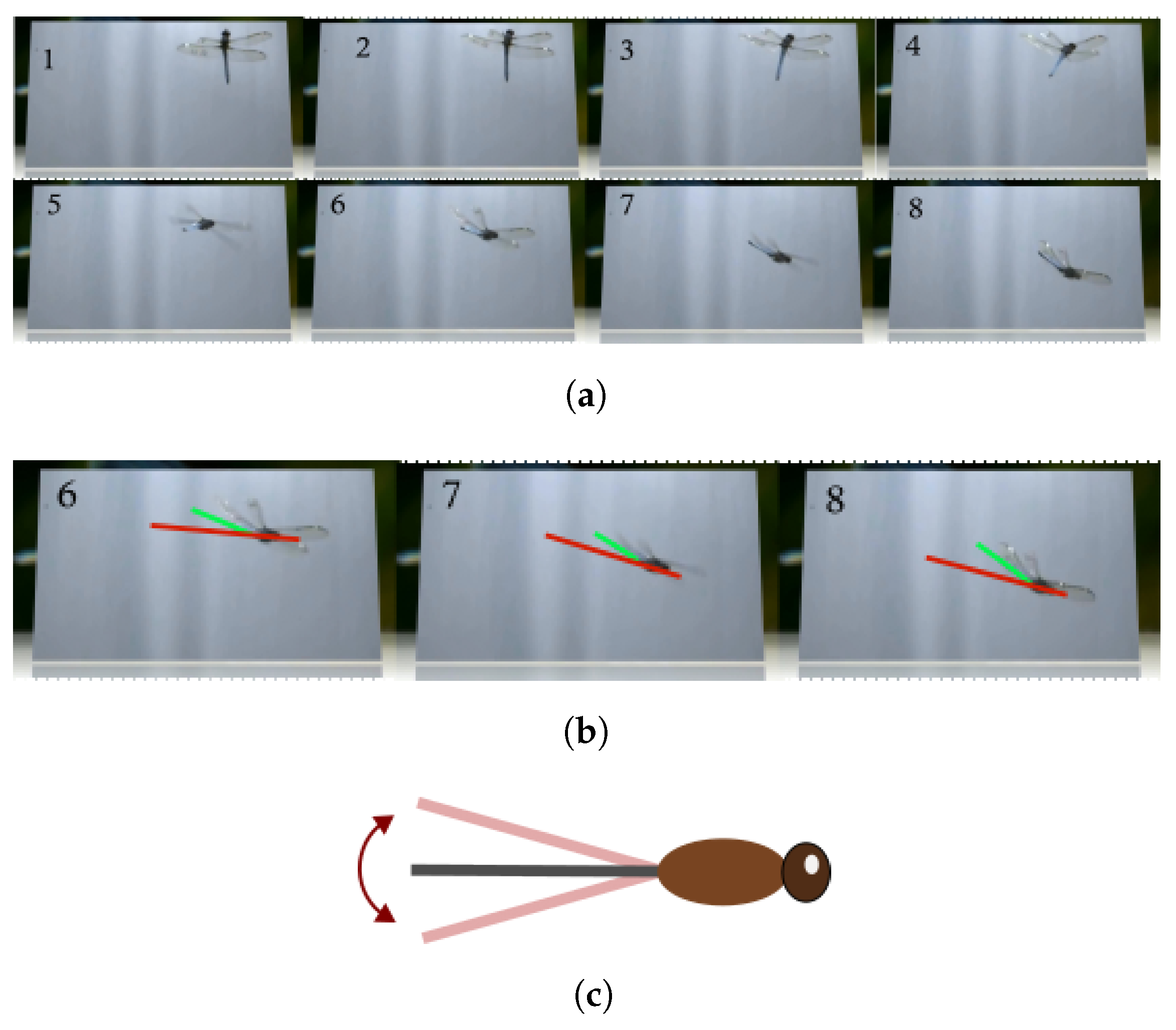 Biomimetics 10 00022 g001
