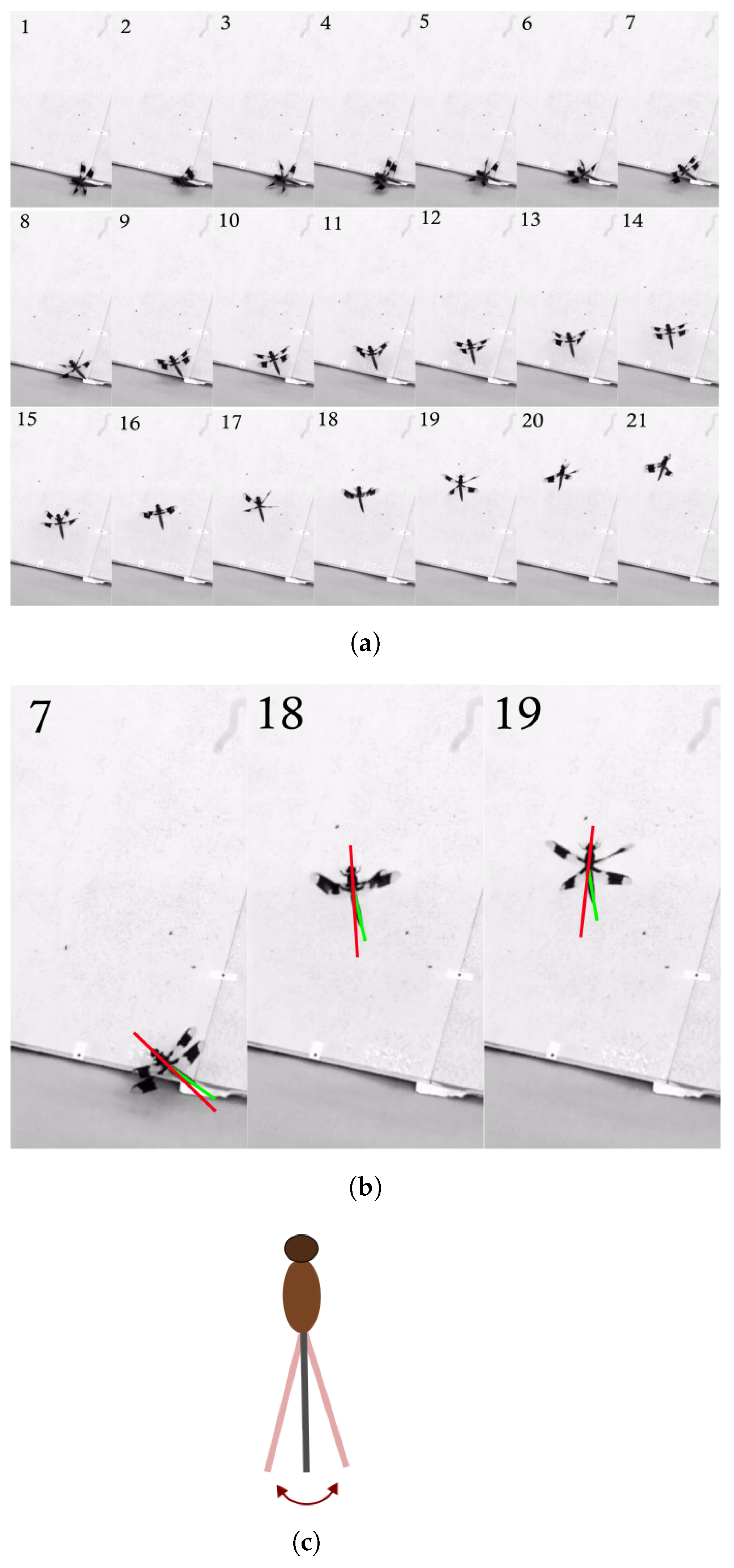 Biomimetics 10 00022 g002