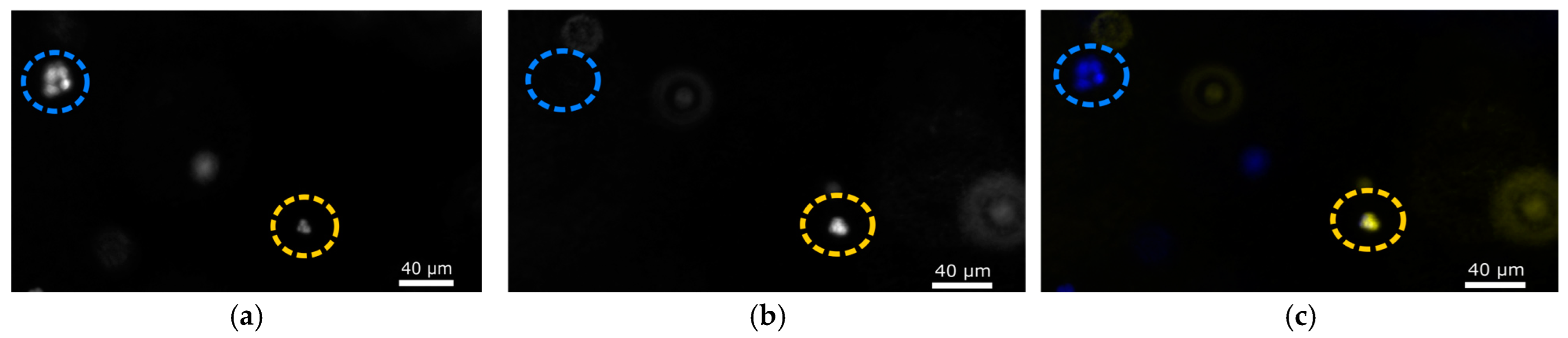 Biomimetics 10 00040 g002