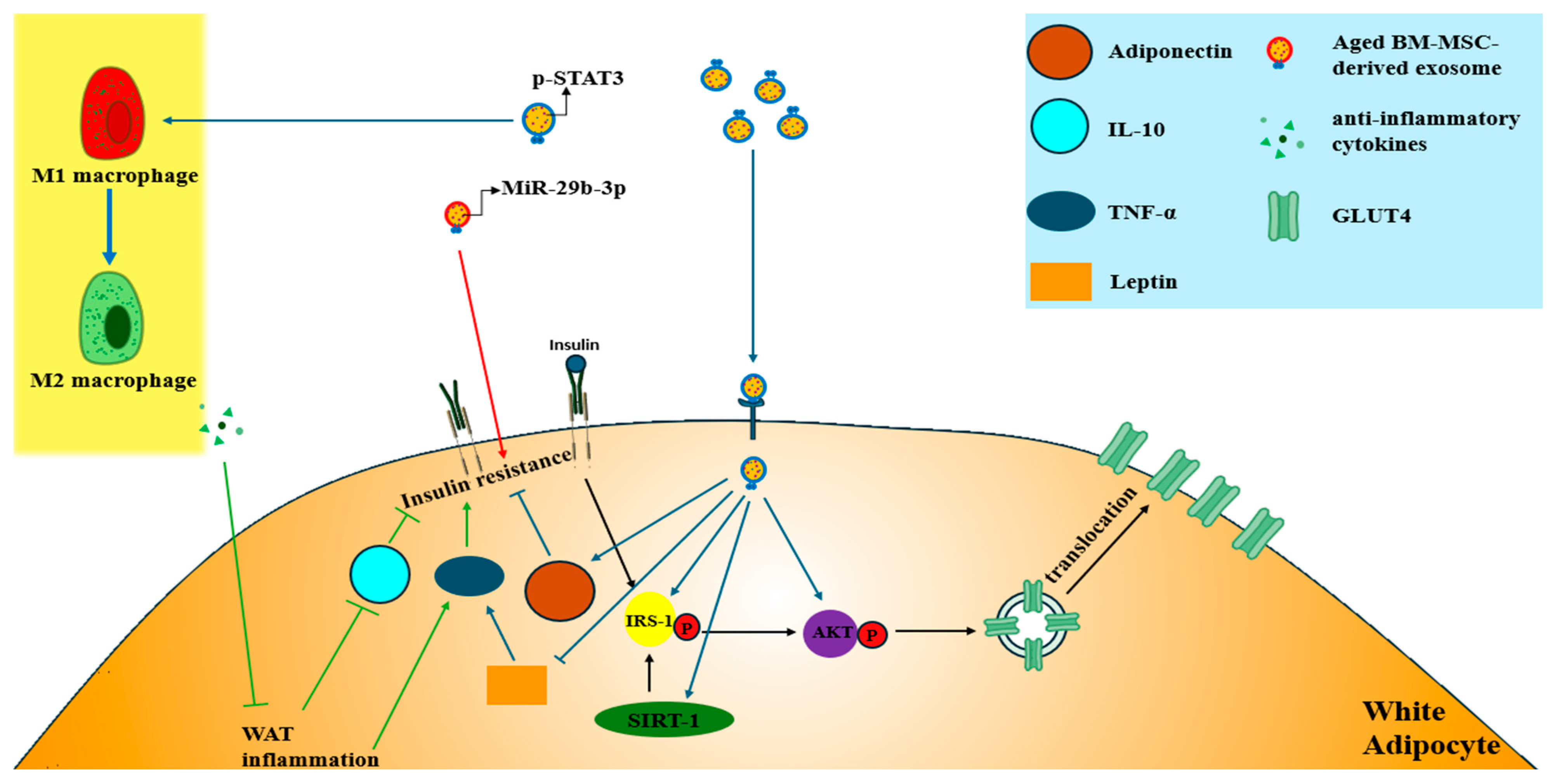 Biomimetics 10 00049 g008