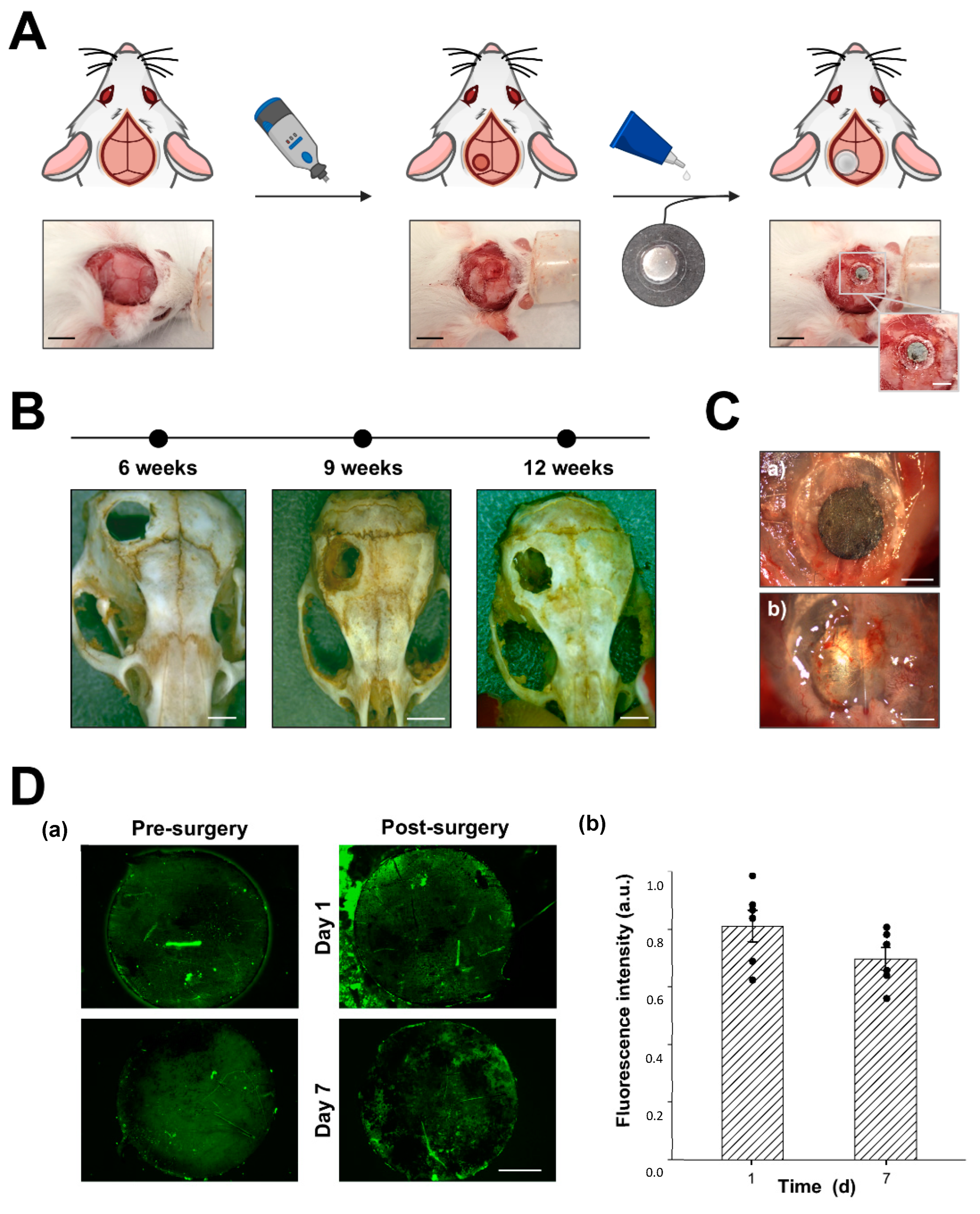 Biomimetics 10 00058 g007