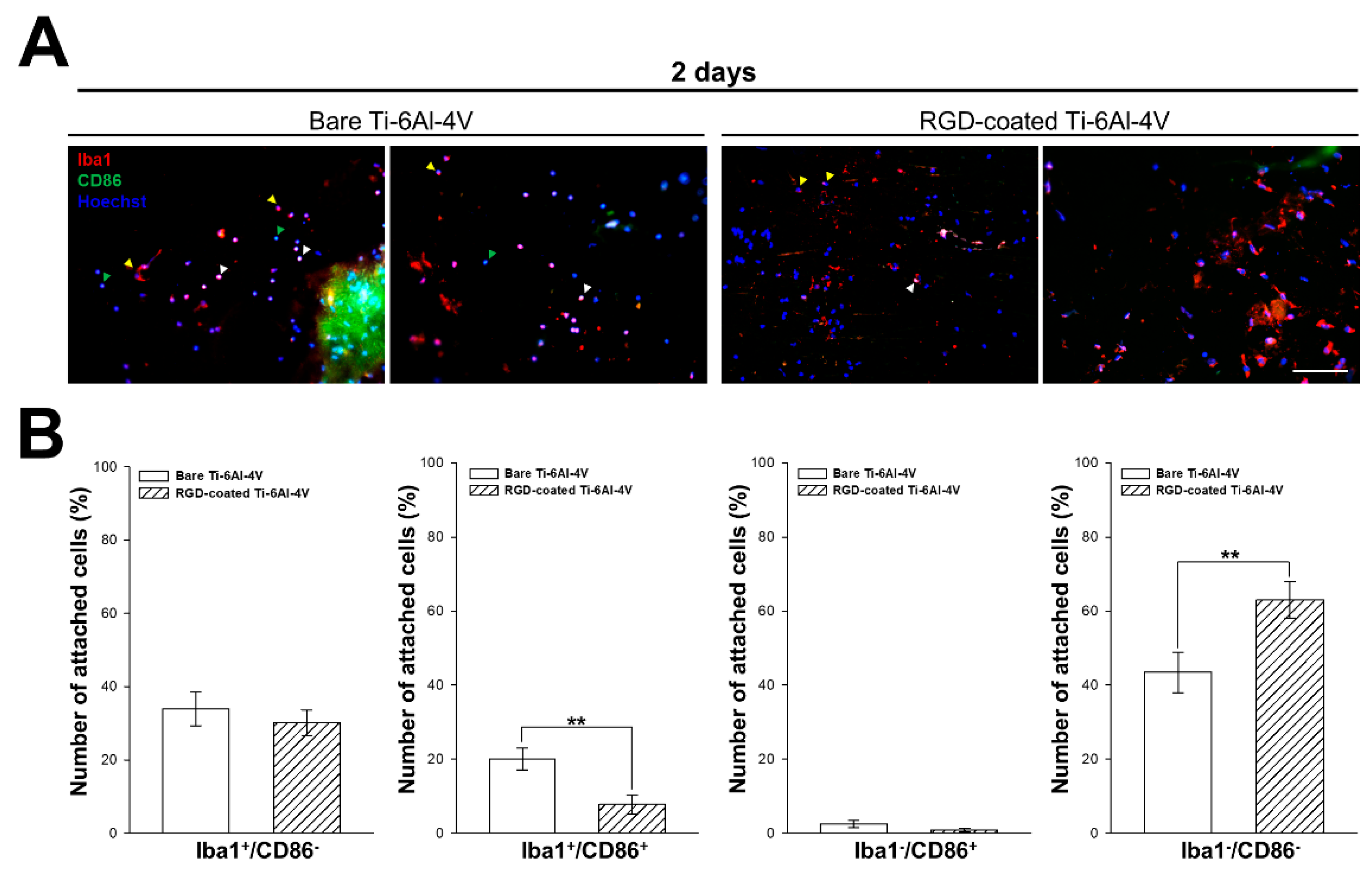 Biomimetics 10 00058 g008