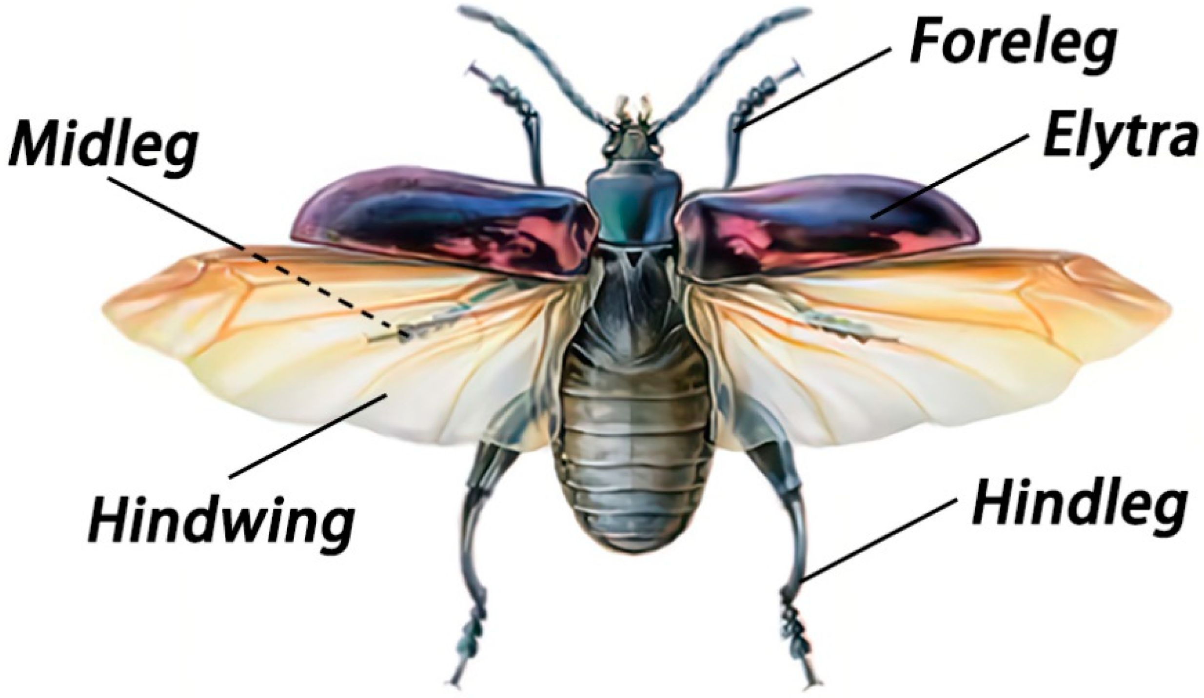 Biomimetics 10 00063 g001