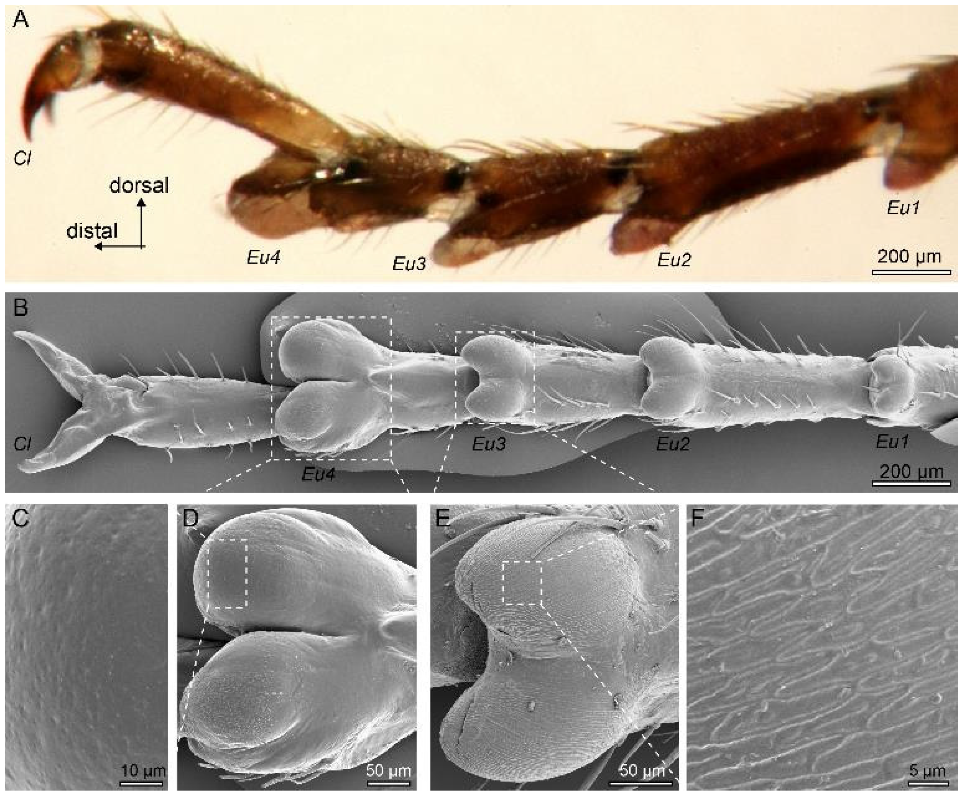 Biomimetics 10 00069 g001 Biomimetics 10 00069 g001