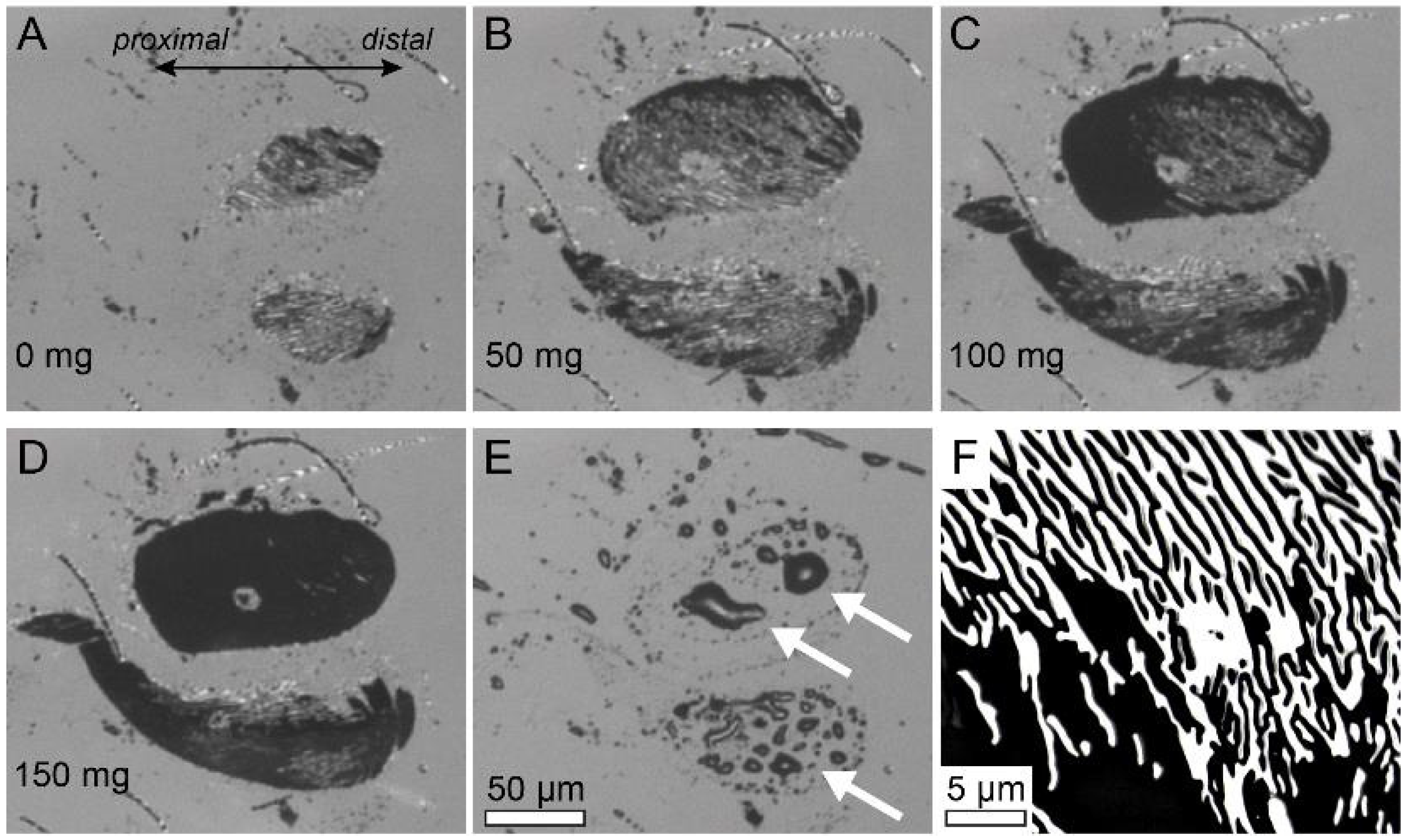 Biomimetics 10 00069 g002 Biomimetics 10 00069 g002