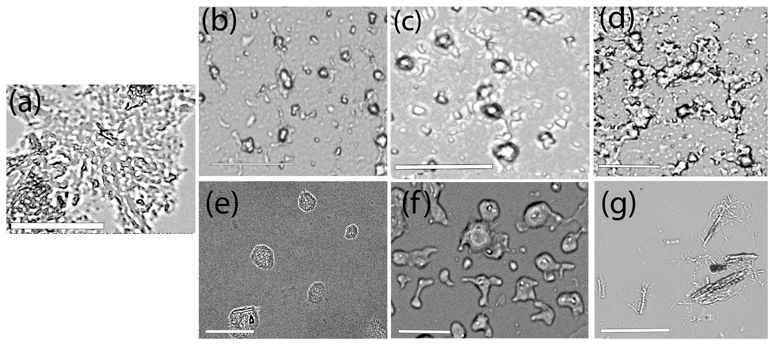 Biomimetics 10 00082 g008