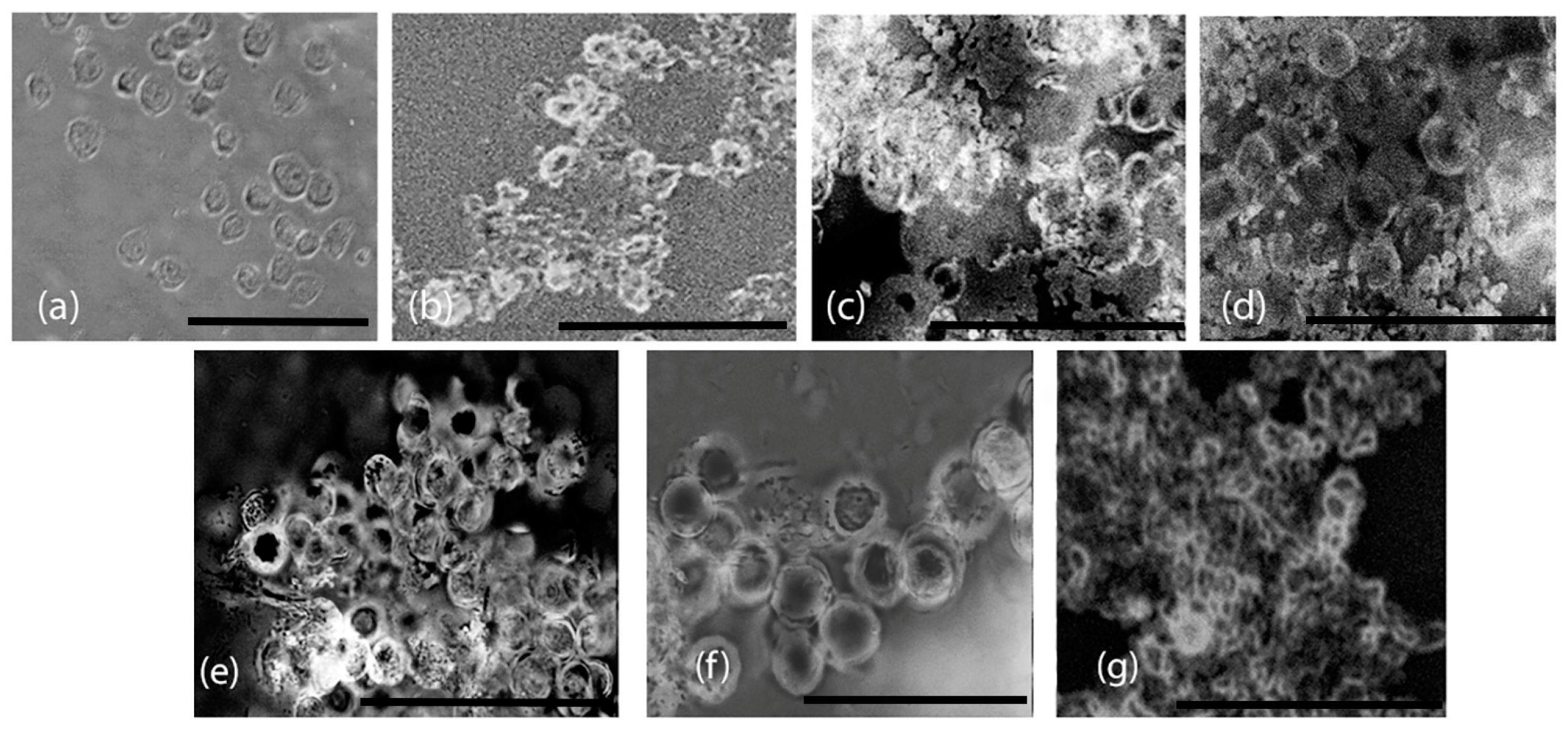 Biomimetics 10 00082 g011