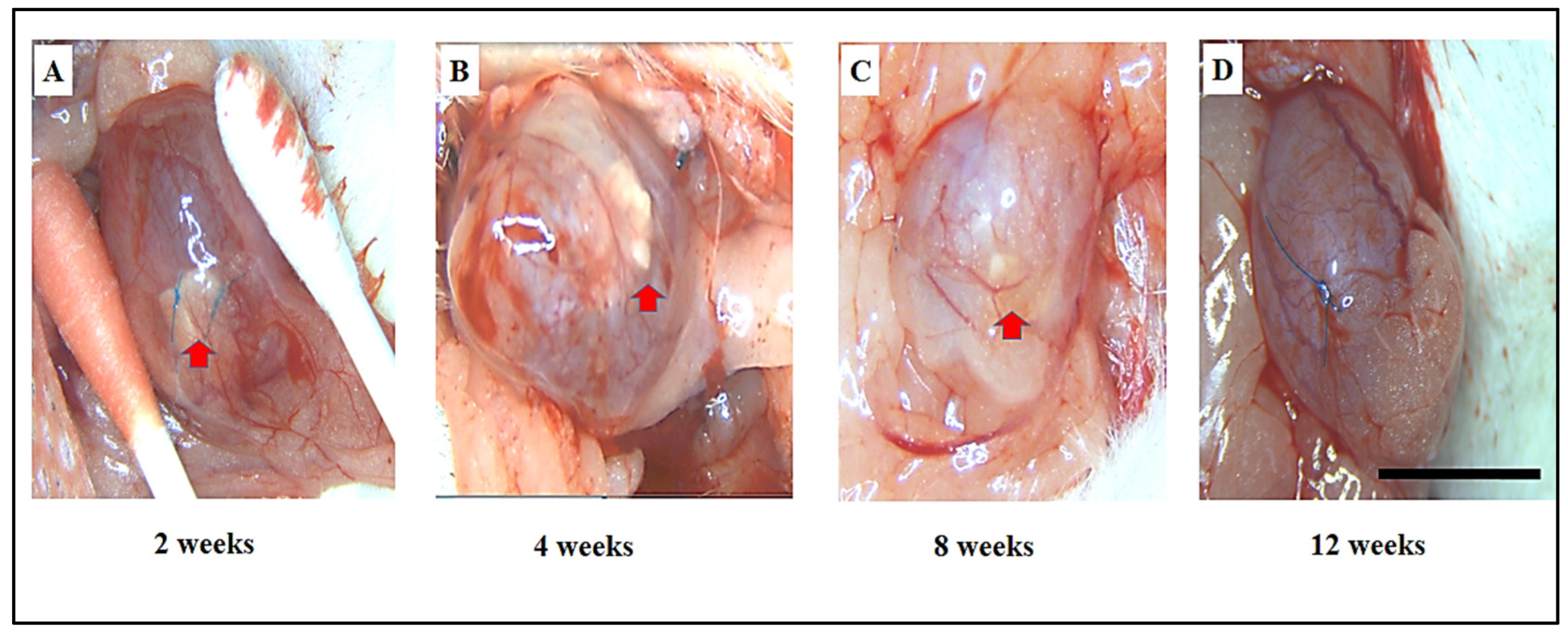 Biomimetics 10 00093 g003