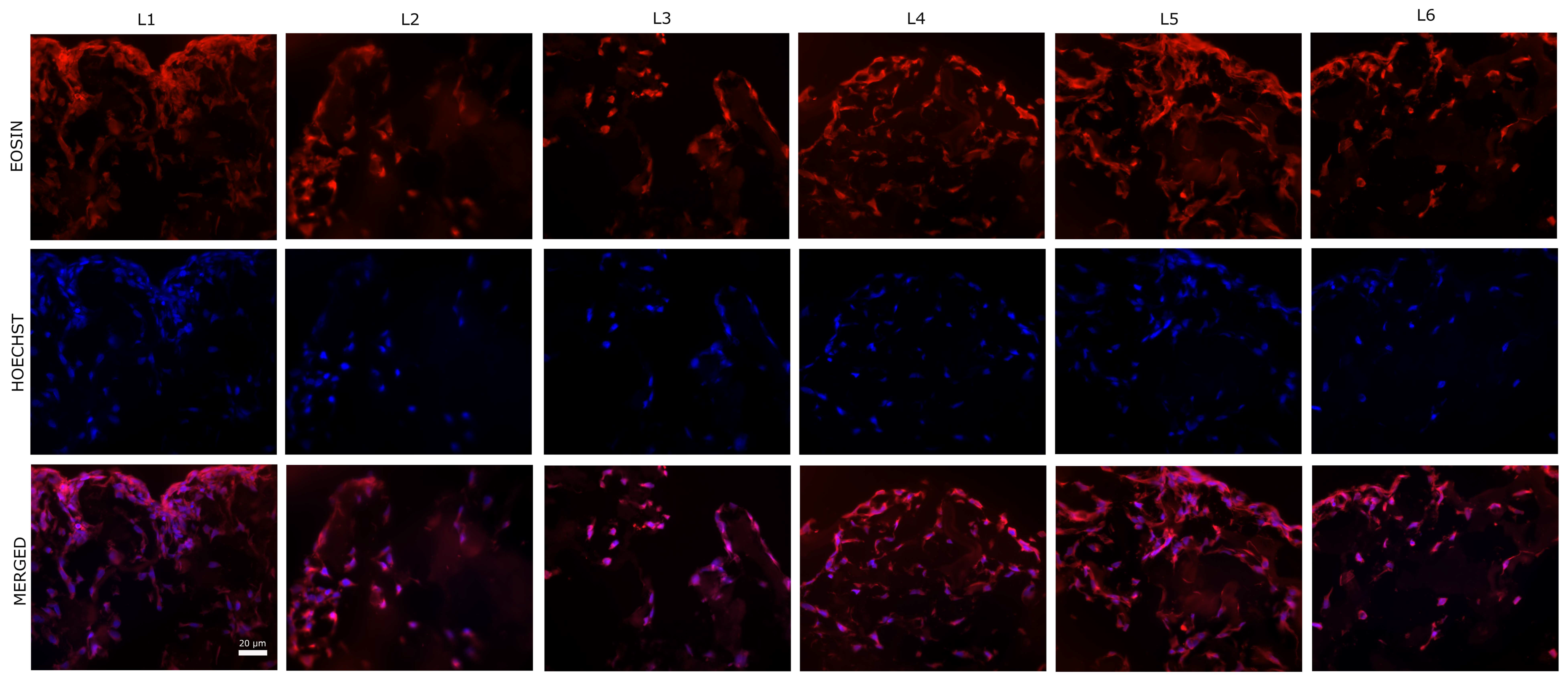 Biomimetics 10 00100 g009 Biomimetics 10 00100 g009