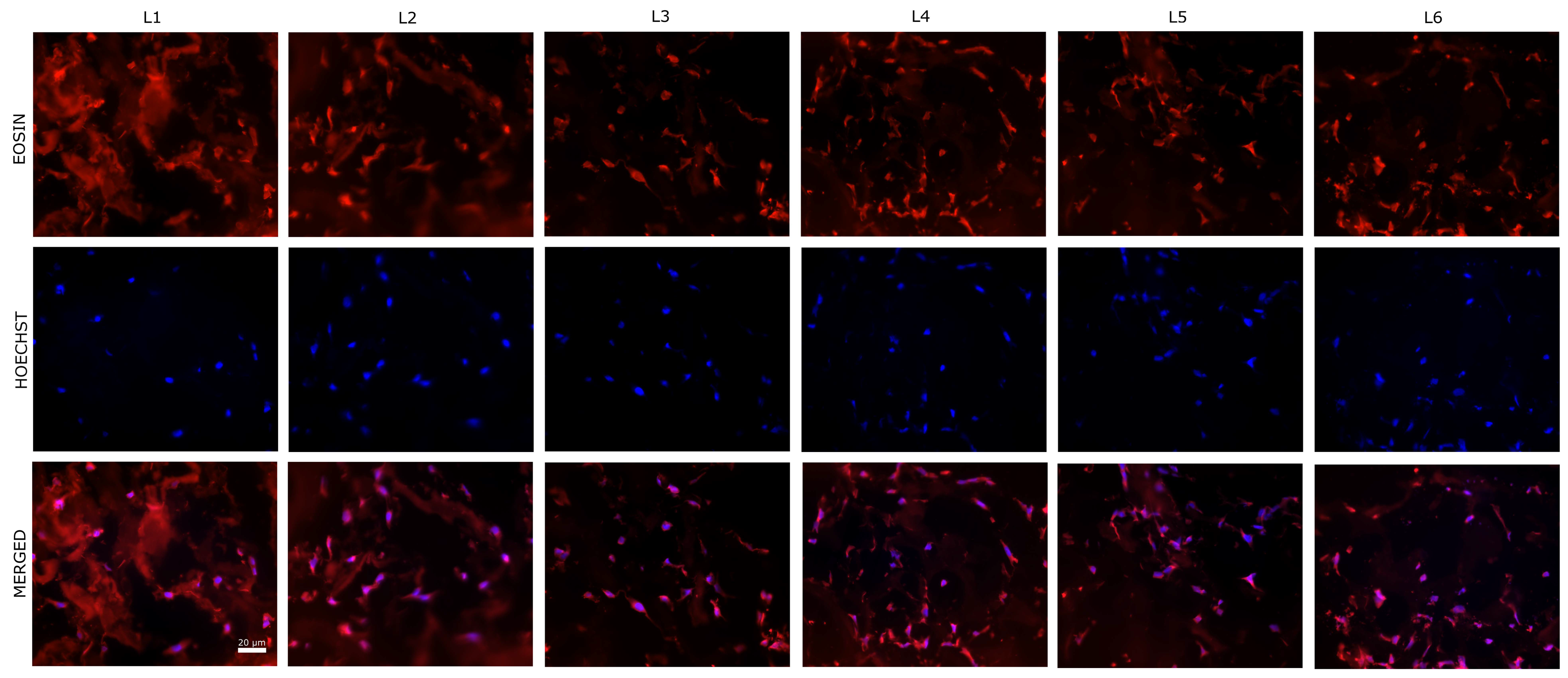 Biomimetics 10 00100 g010 Biomimetics 10 00100 g010