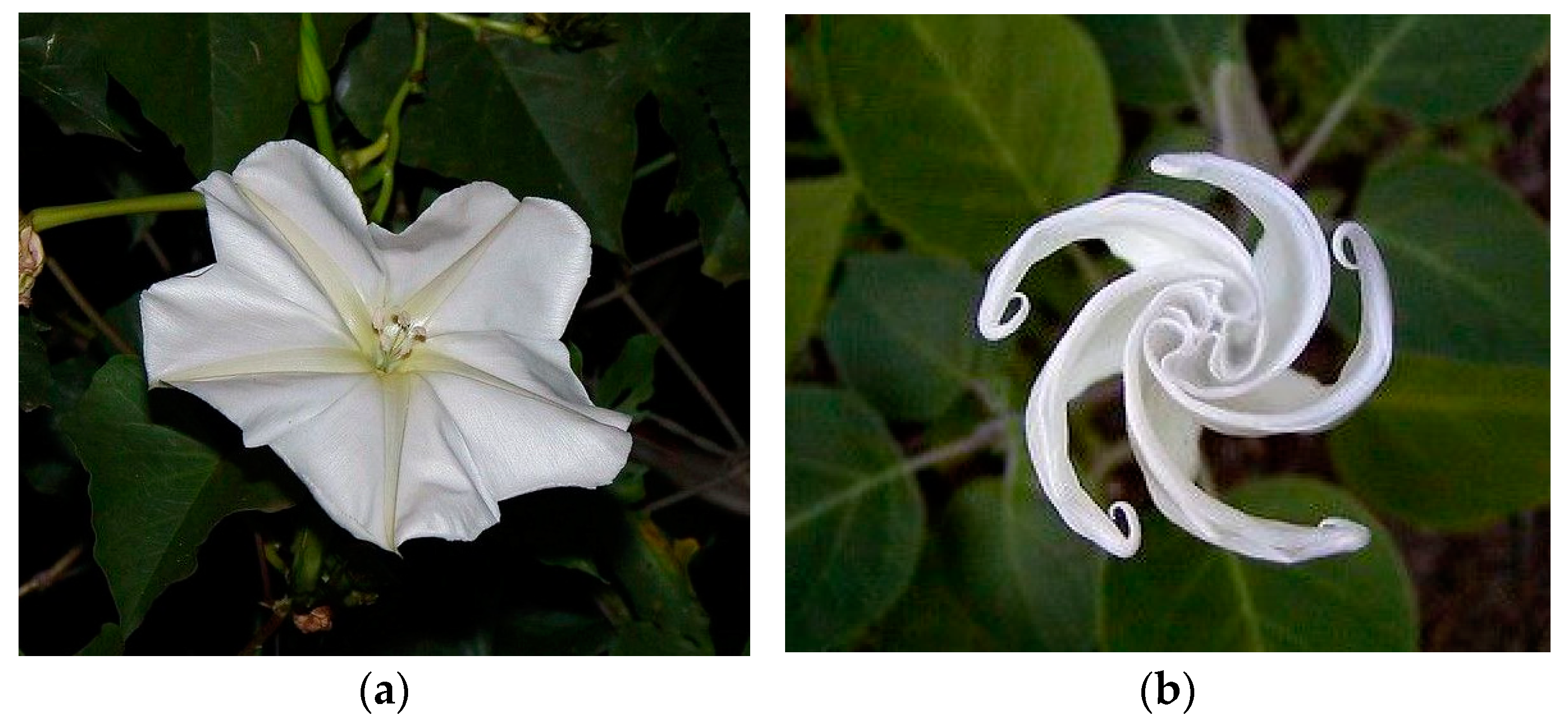 Biomimetics 10 00124 g014