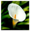 Biomimetics 10 00124 i007