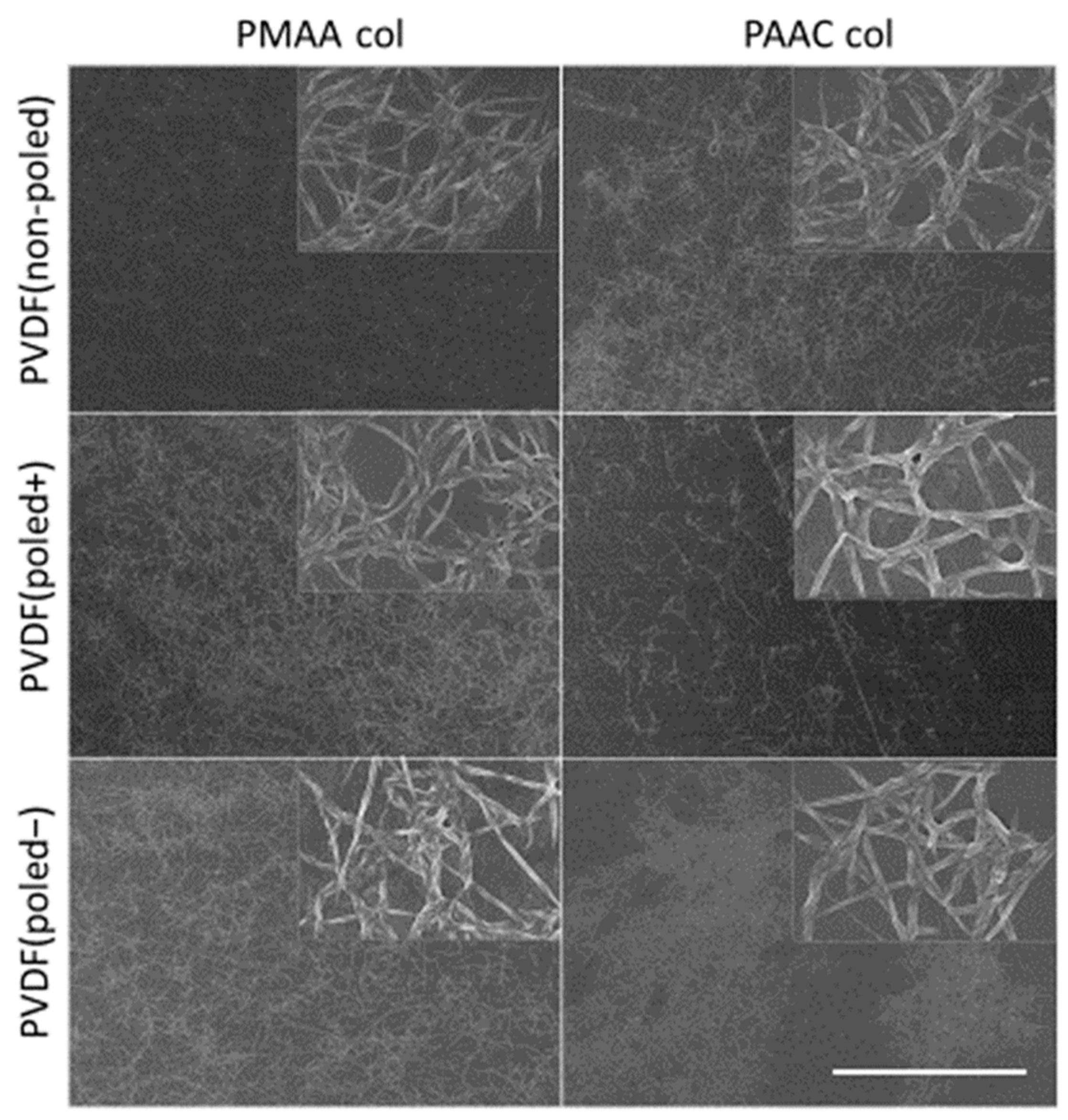 Biomimetics 10 00126 g004 Biomimetics 10 00126 g004