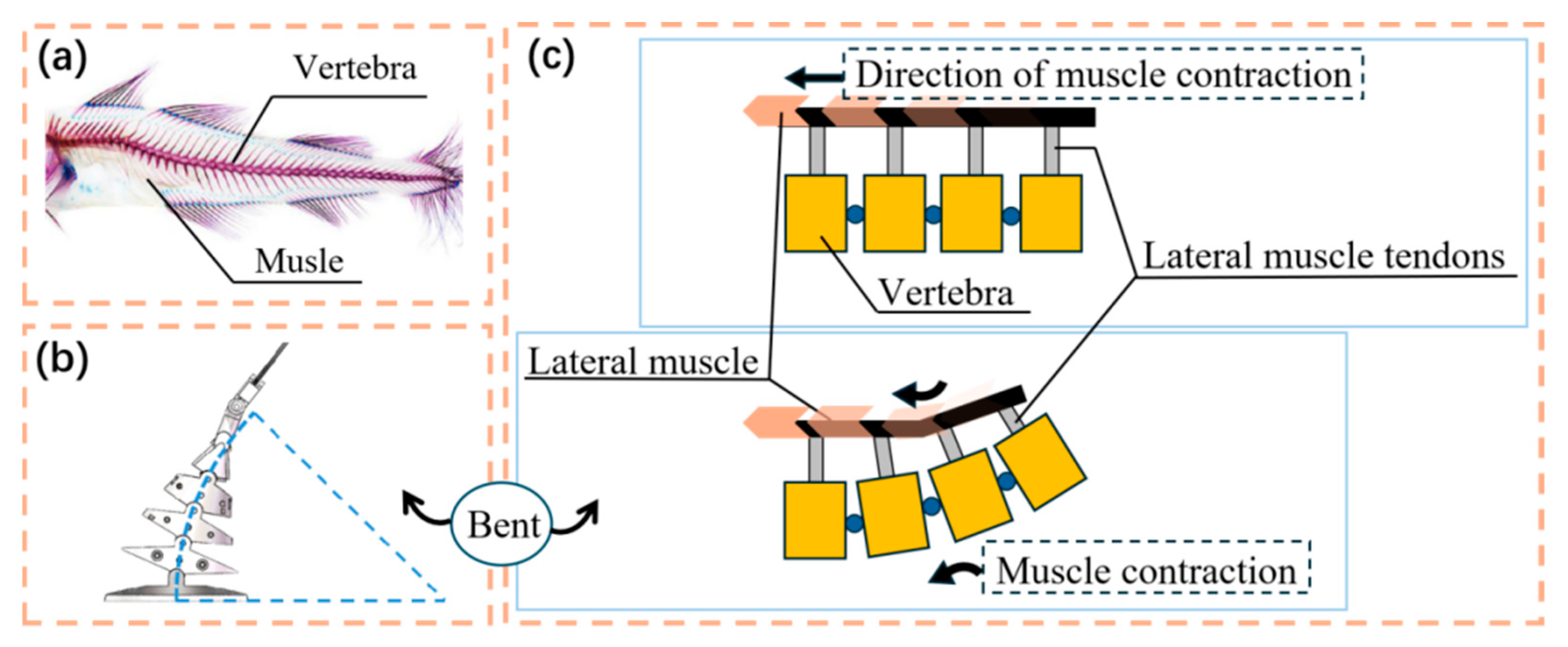 Biomimetics 10 00136 g002