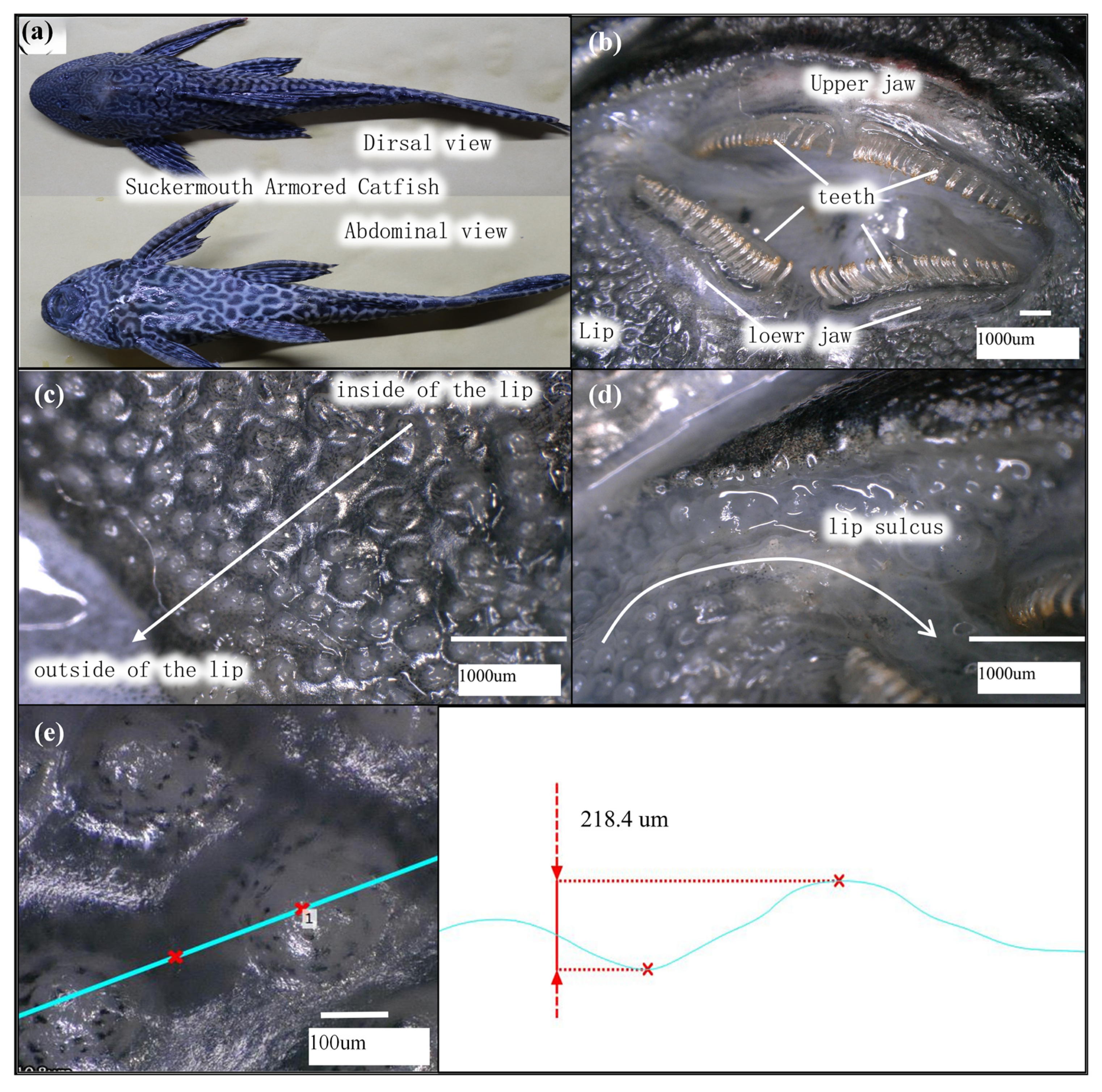 Biomimetics 10 00137 g001