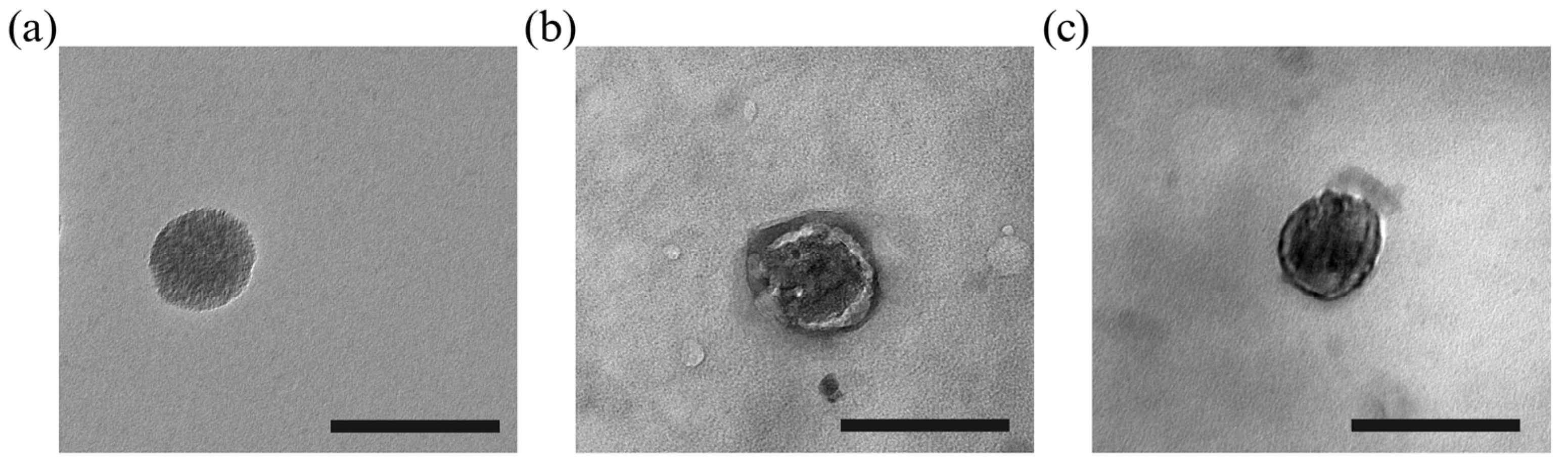 Biomimetics 10 00141 g002