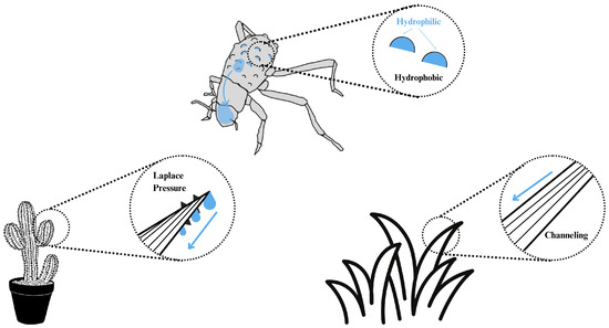 Desaturation Insects Desert Beetle-Inspired Hybrid Wettability Surfaces for Fog Collection ...
