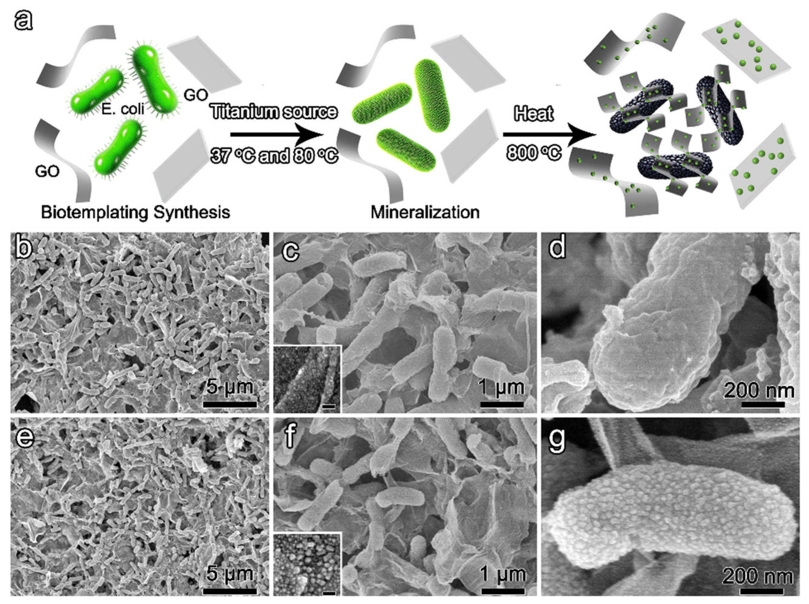Biomimetics 10 00144 g001