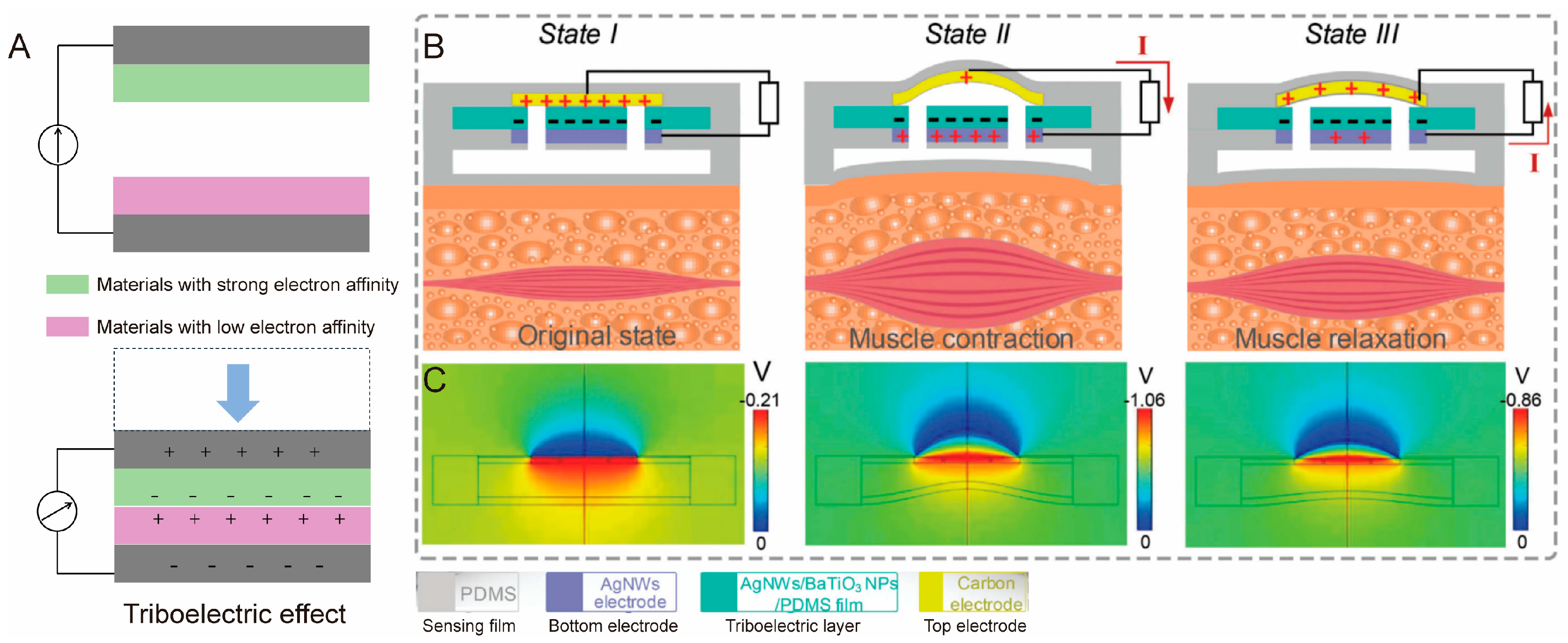 Biomimetics 10 00147 g005