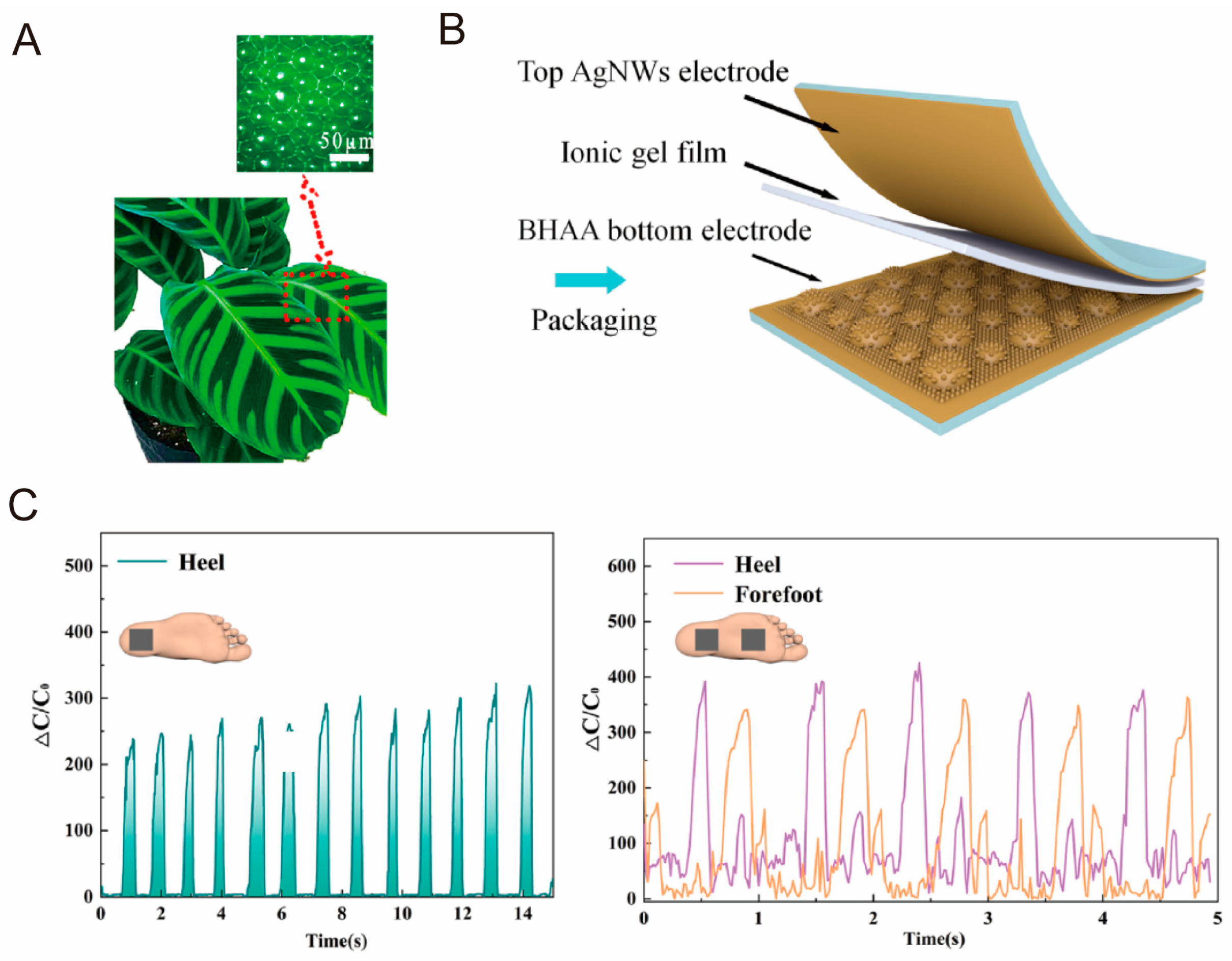 Biomimetics 10 00147 g011
