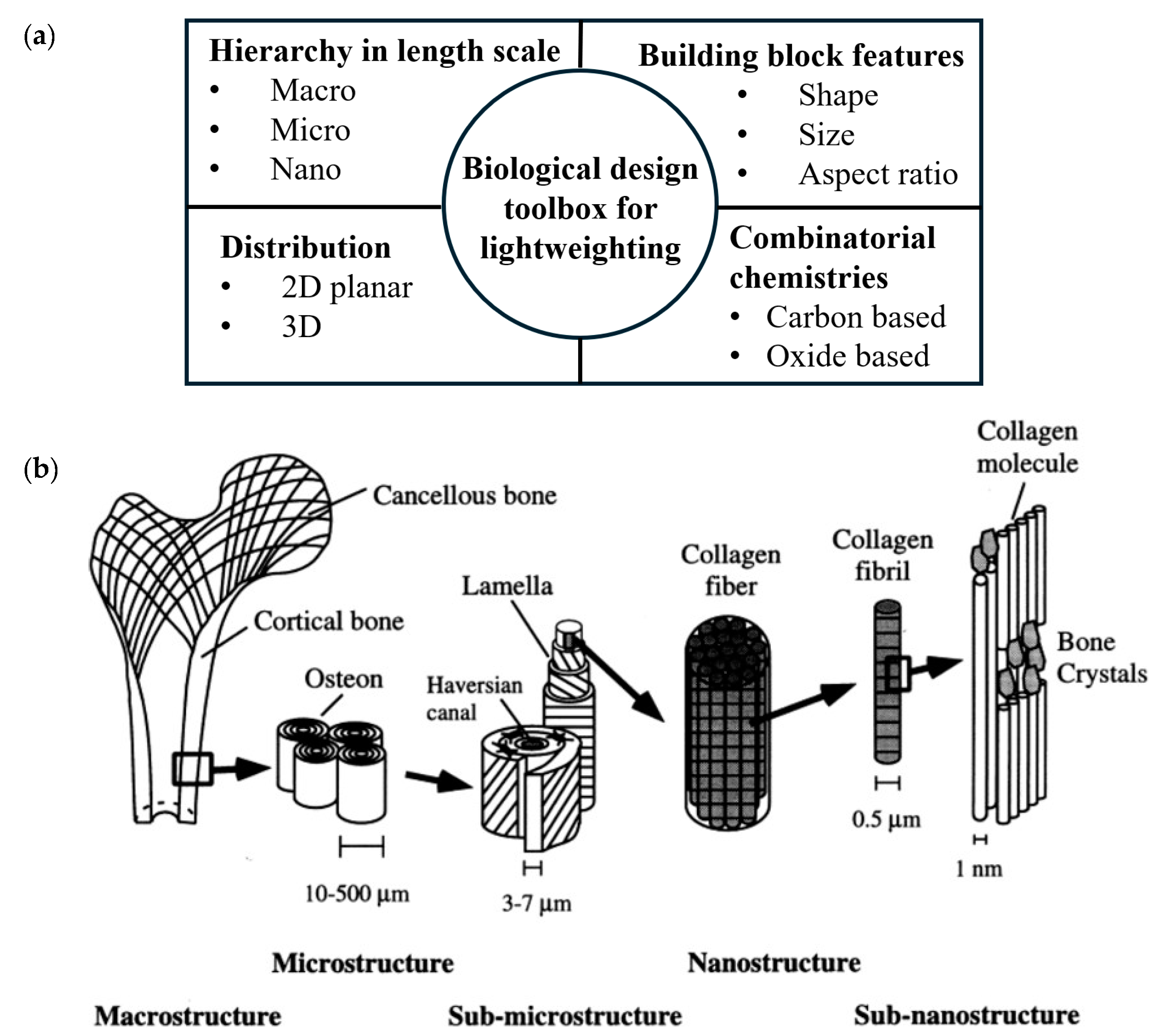Biomimetics 10 00150 g002