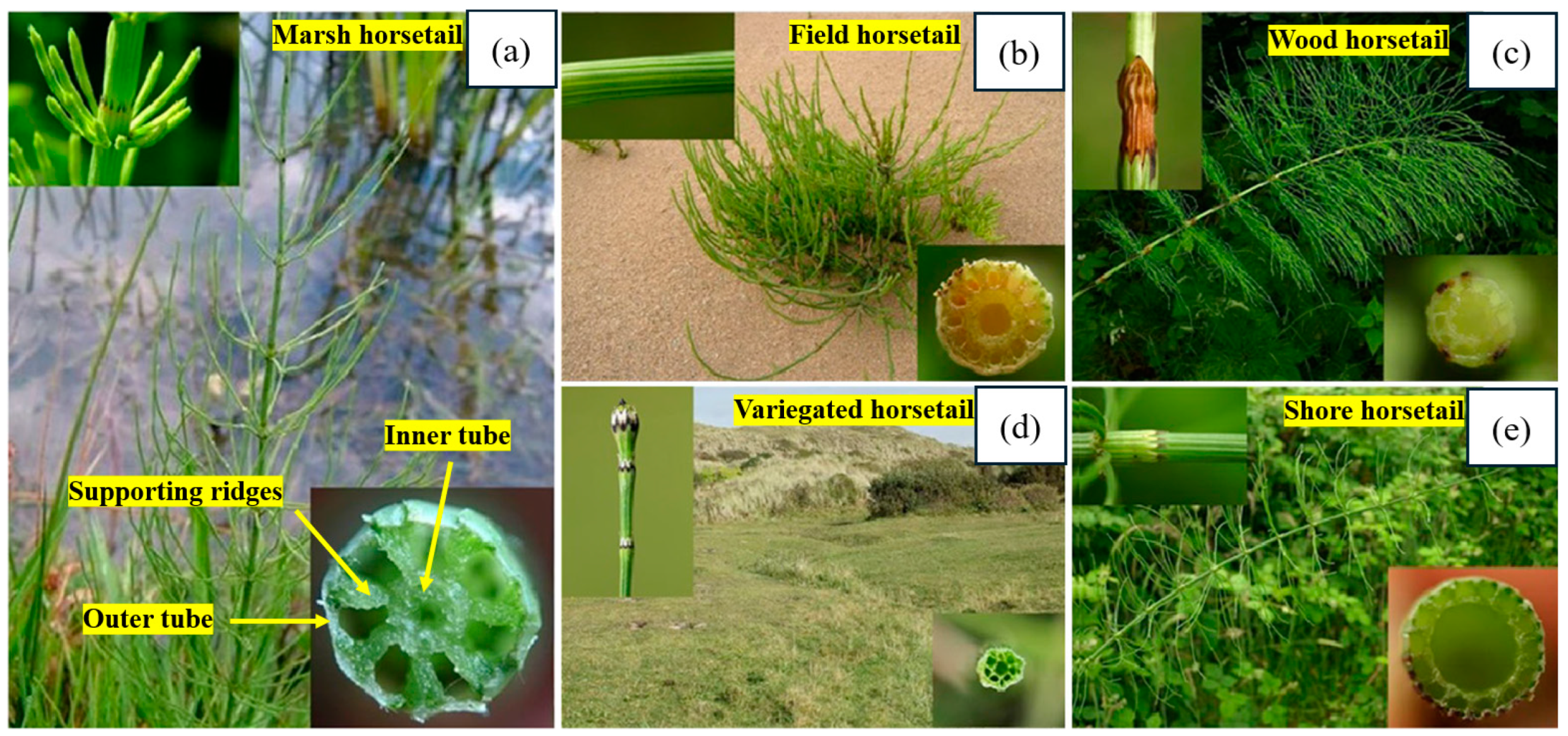 Biomimetics 10 00150 g005