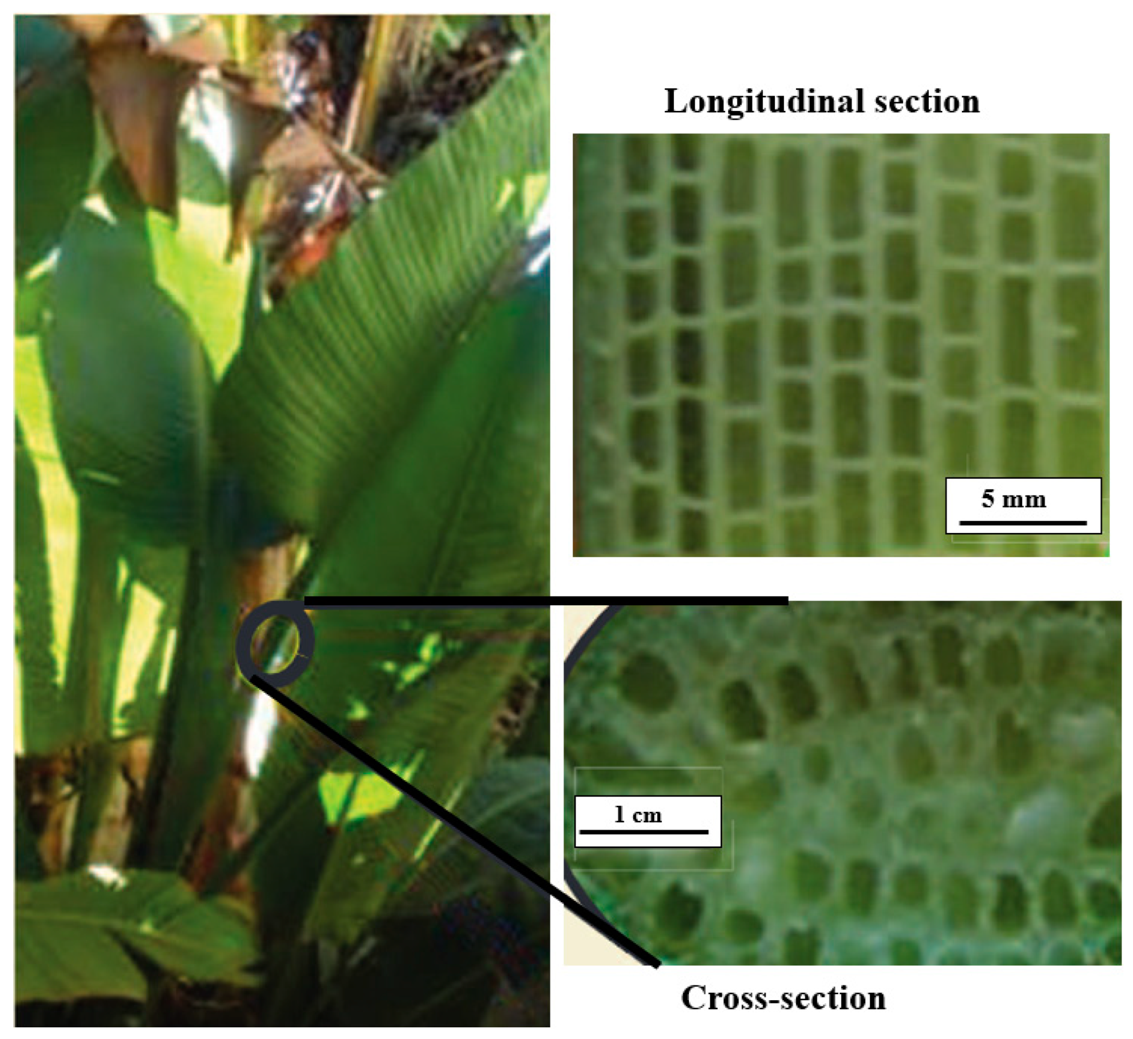 Biomimetics 10 00150 g006