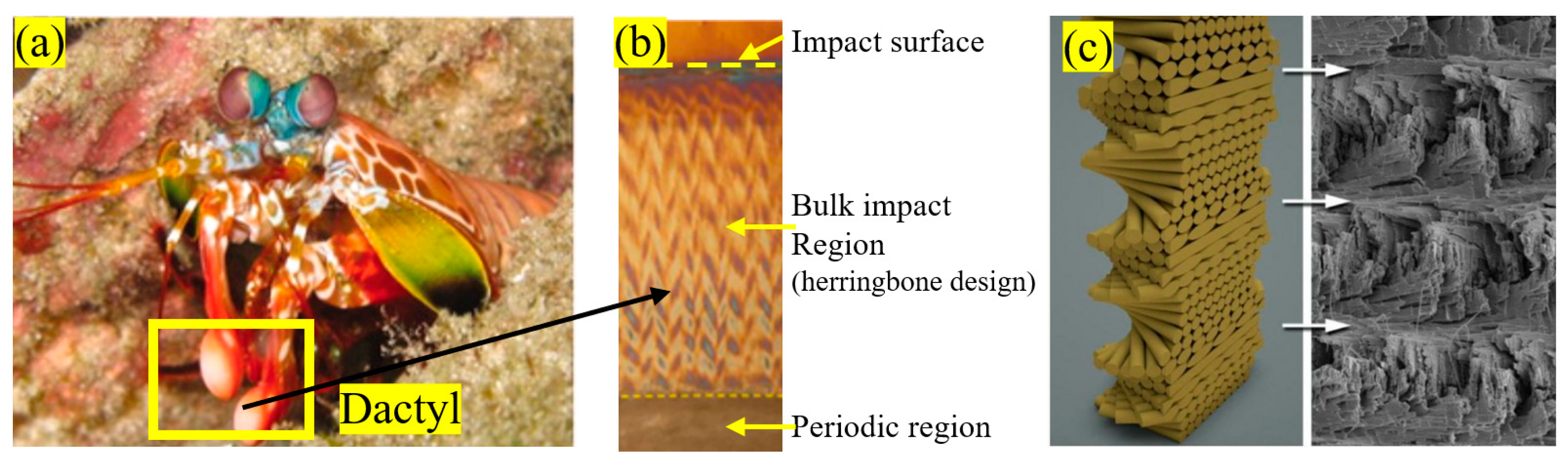 Biomimetics 10 00150 g007