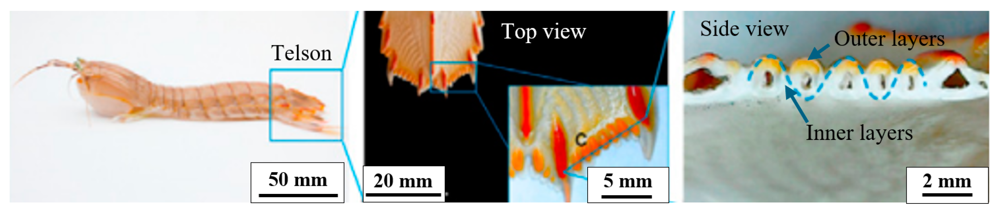 Biomimetics 10 00150 g008