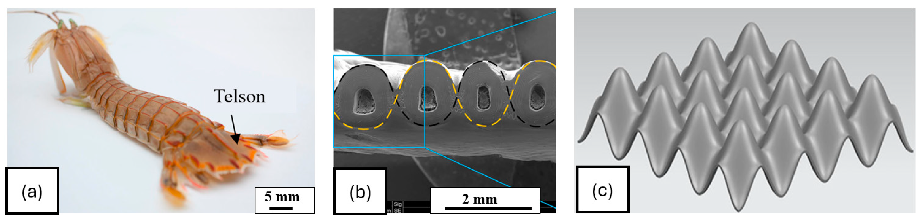 Biomimetics 10 00150 g014
