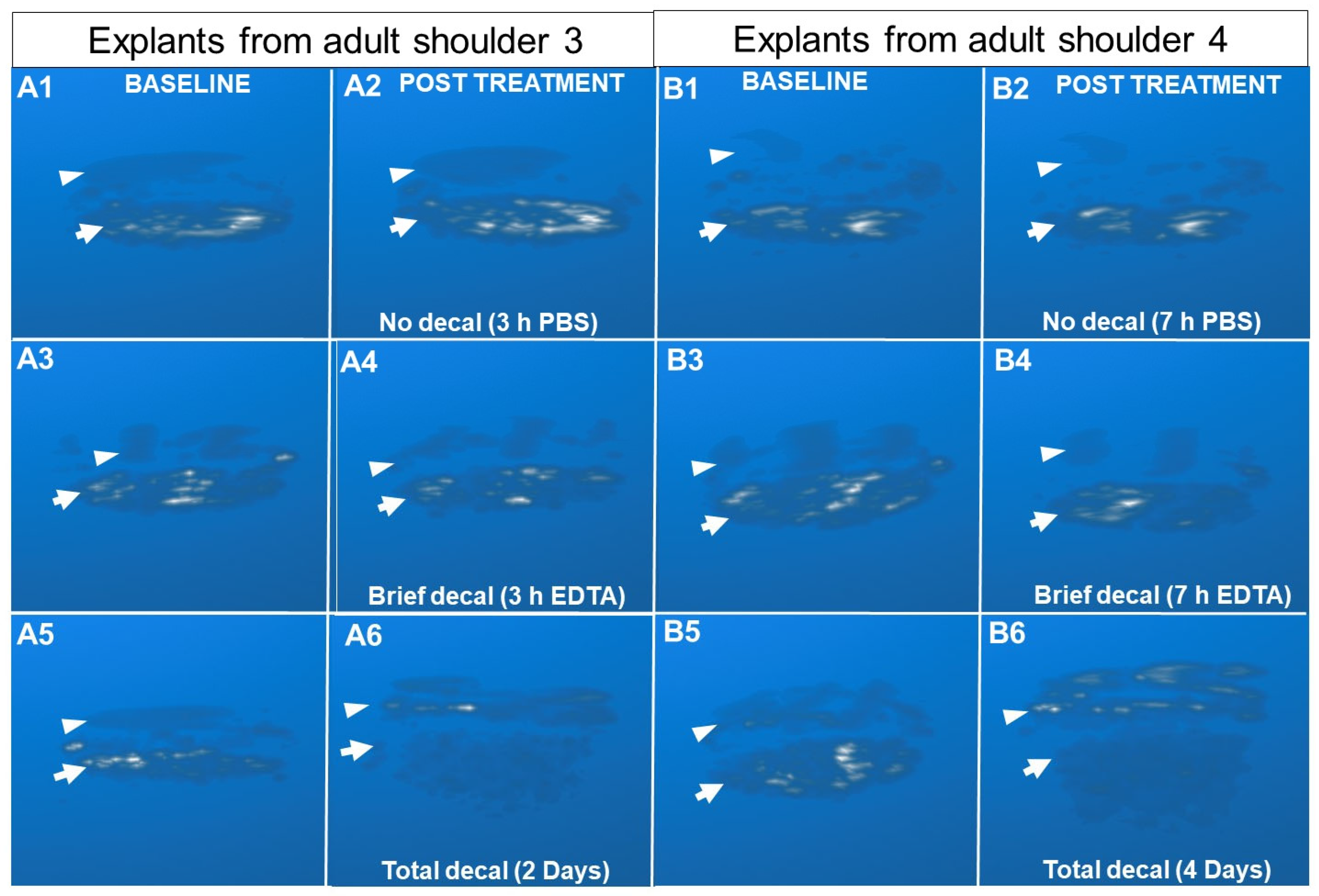 Biomimetics 10 00160 g006 Biomimetics 10 00160 g006