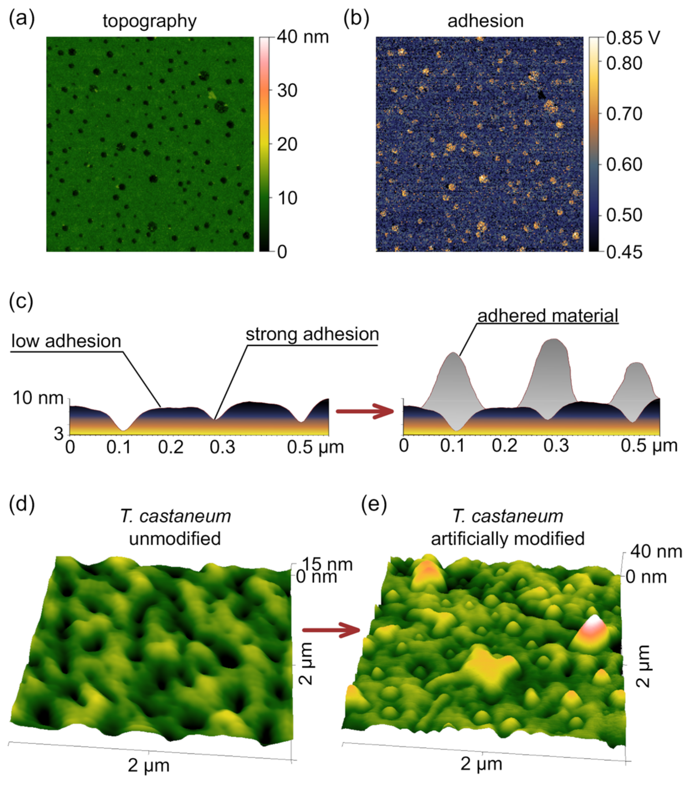 Biomimetics 10 00163 g002