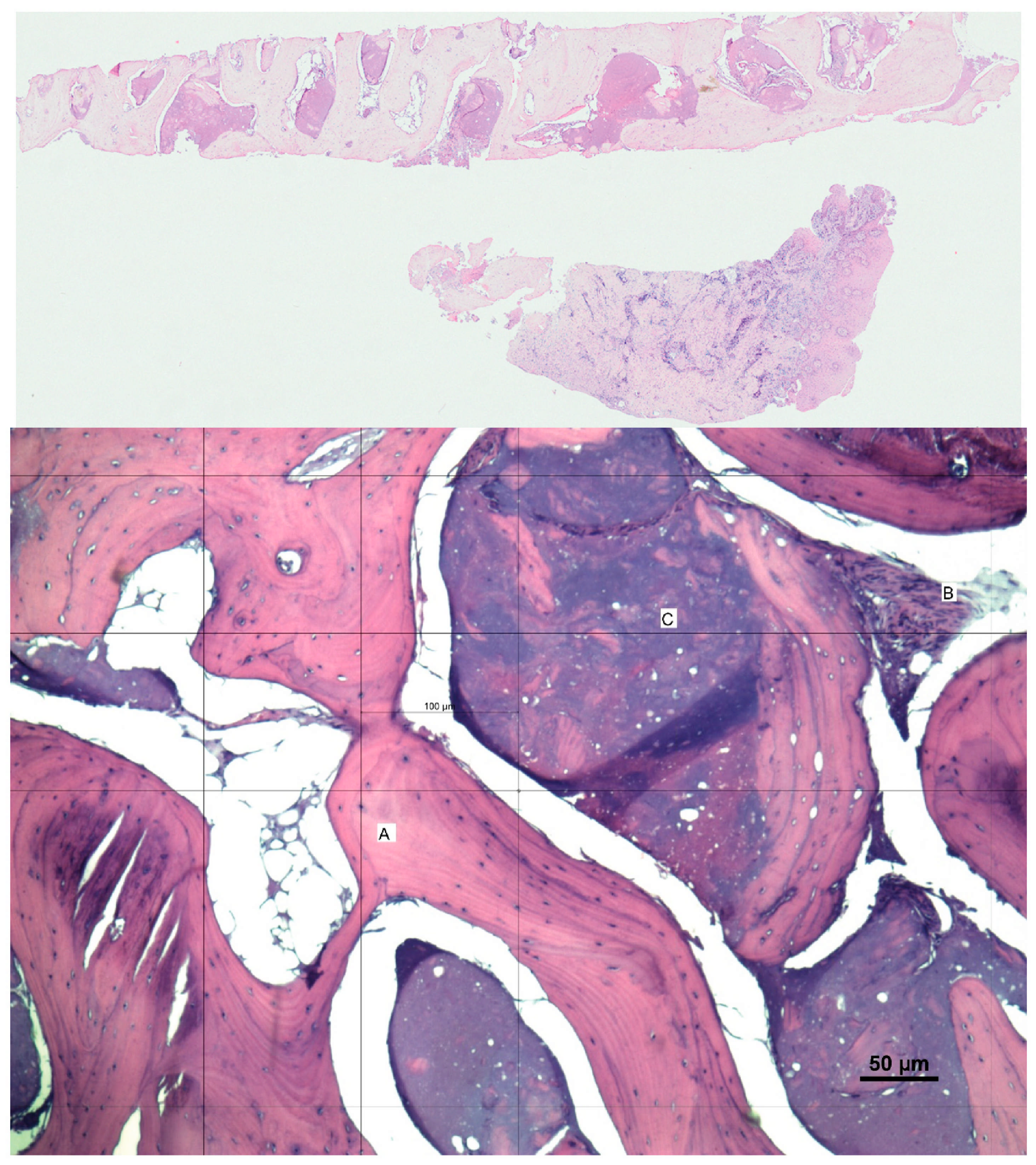 Biomimetics 10 00165 g004