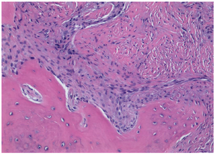 Biomimetics 10 00165 i002