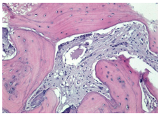 Biomimetics 10 00165 i006