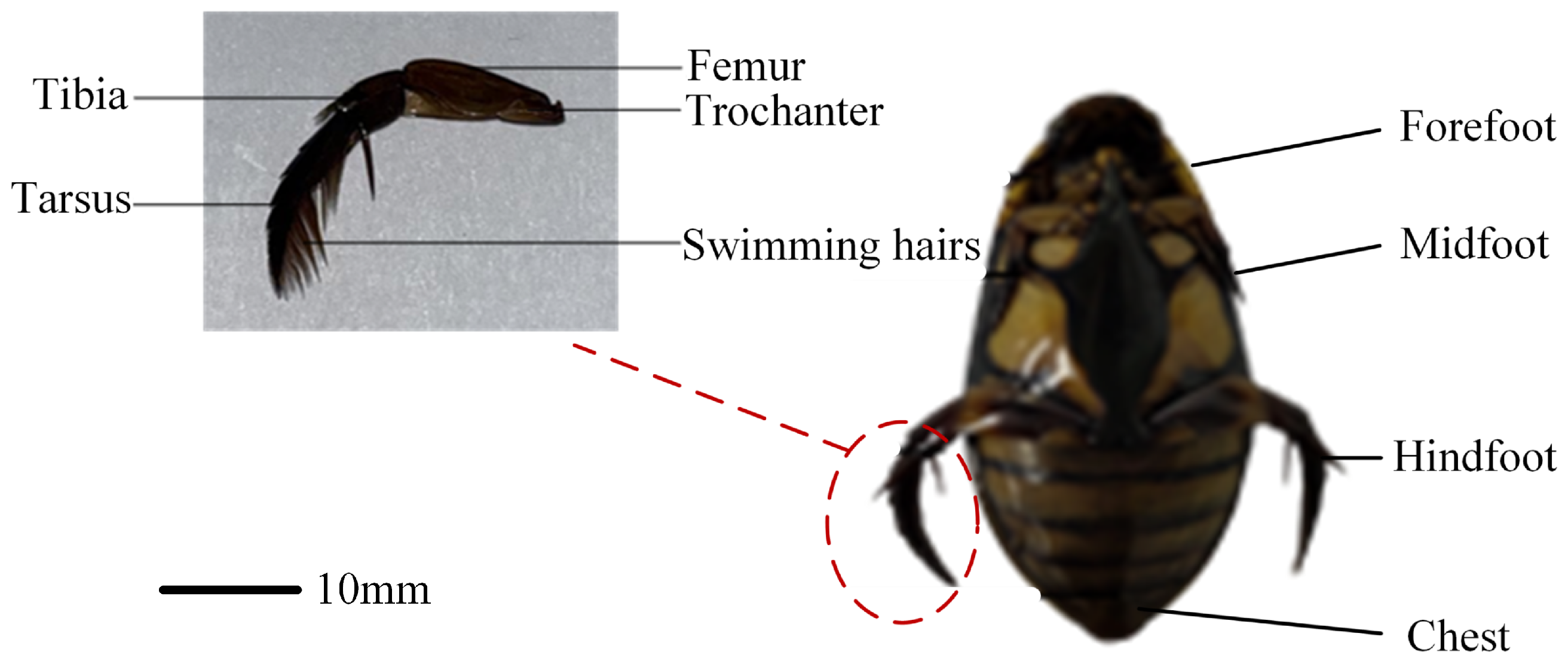 Biomimetics 10 00182 g001