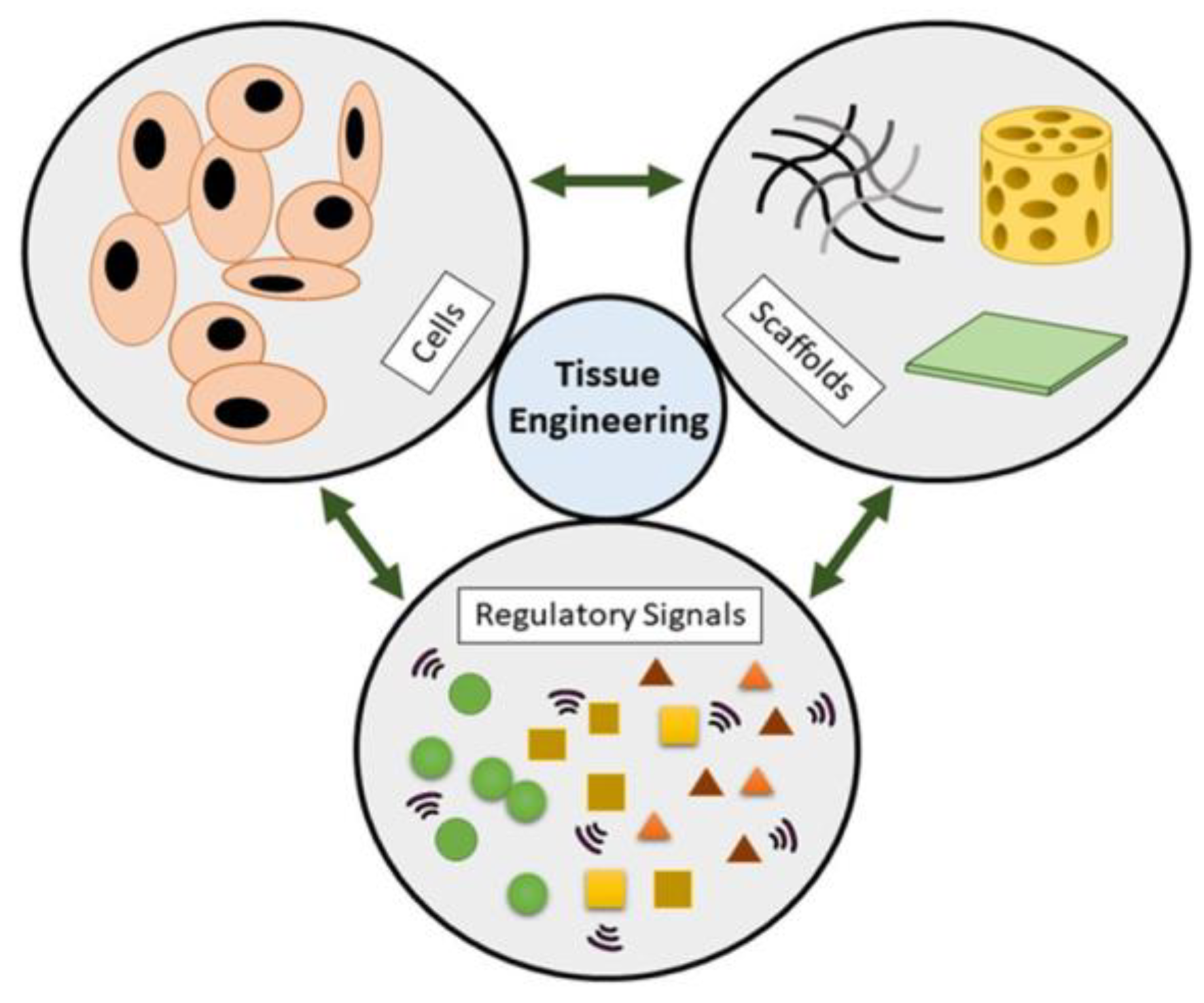 Biomimetics 10 00184 g001